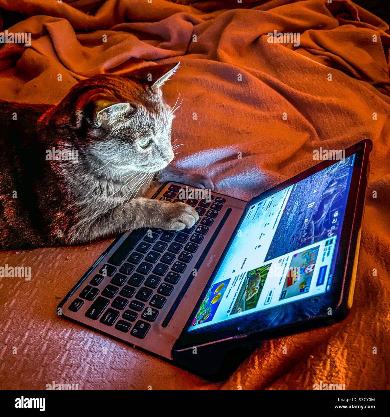 Gray tabby cat watching YouTube video on iPad. Stock Photo