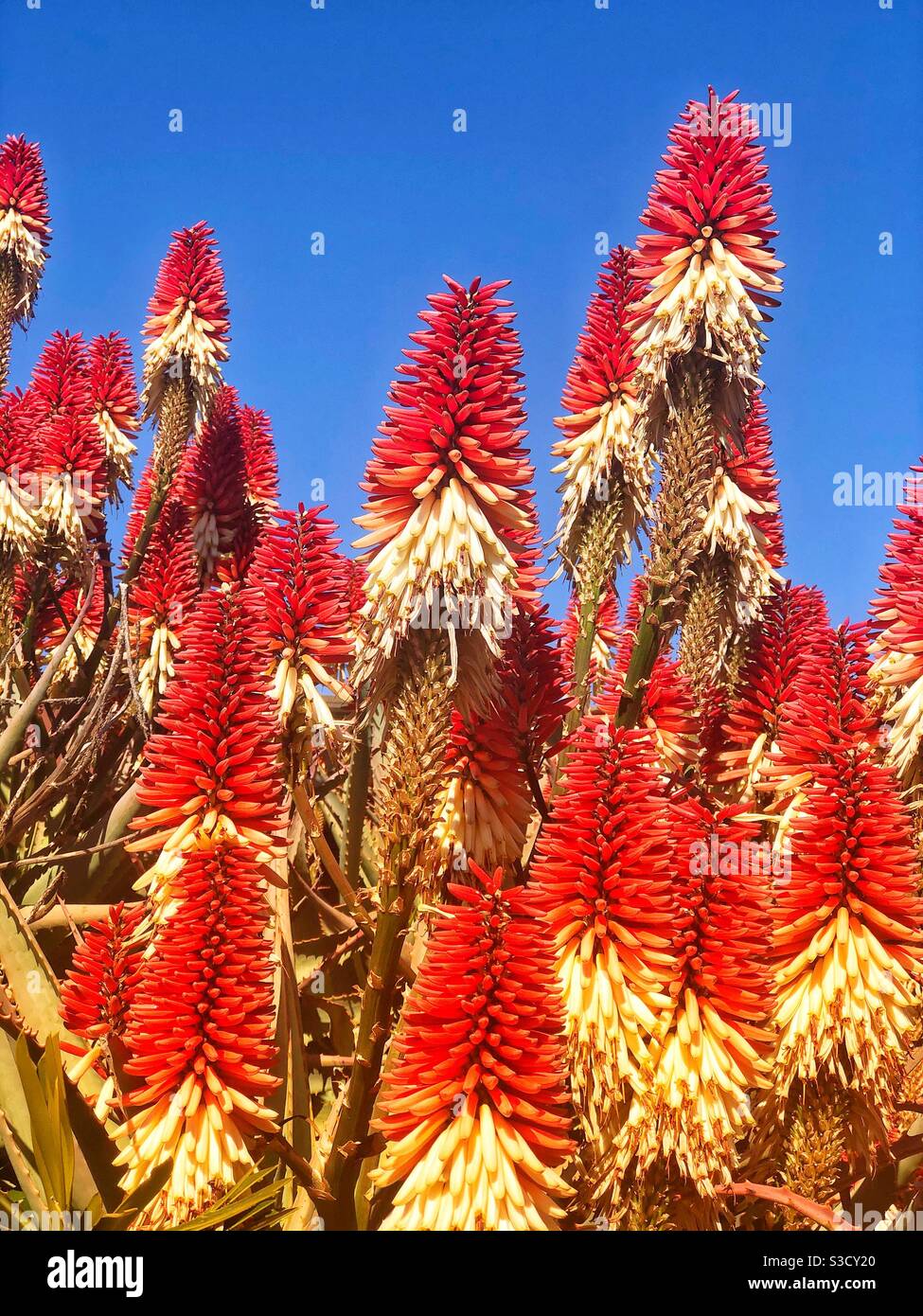 Beautiful two tone red and white aloes against a blue South African sky - Smartphone Captured Stock Image