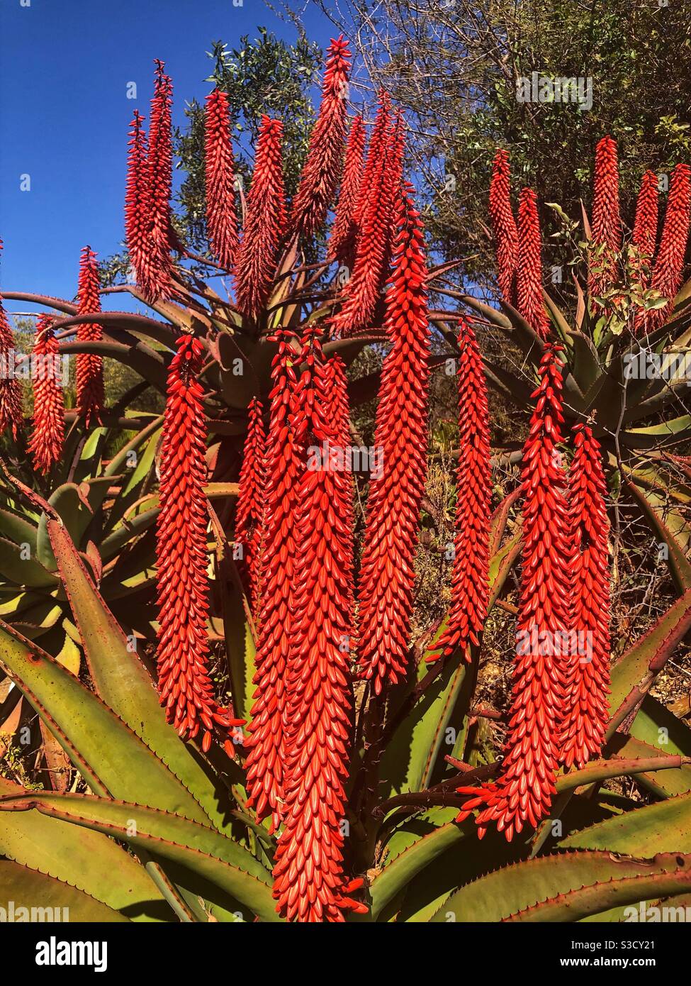Striking indigenous red aloe flowers - Smartphone Captured Stock Image