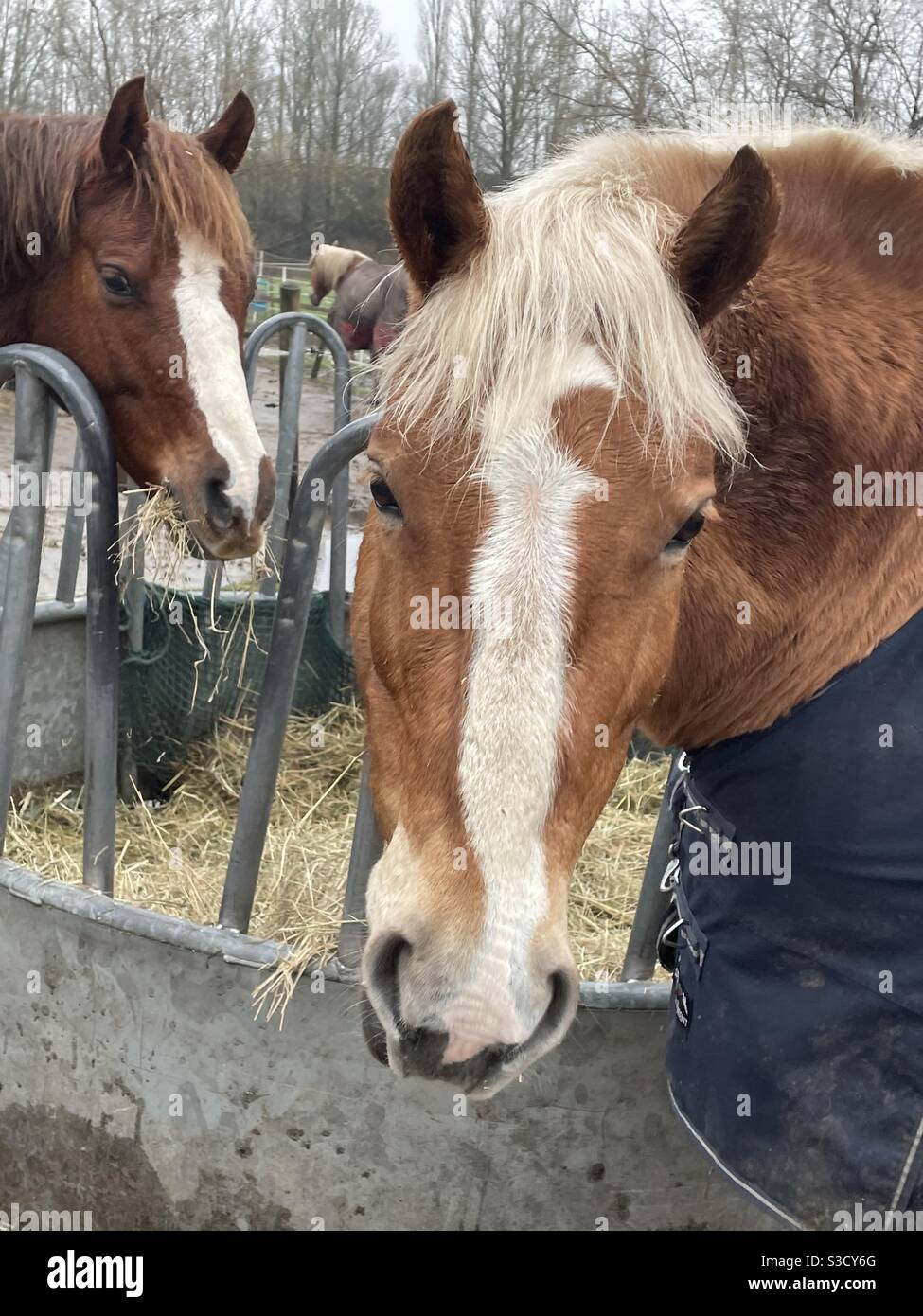 Horses in Paddock. - Smartphone Captured Stock Image