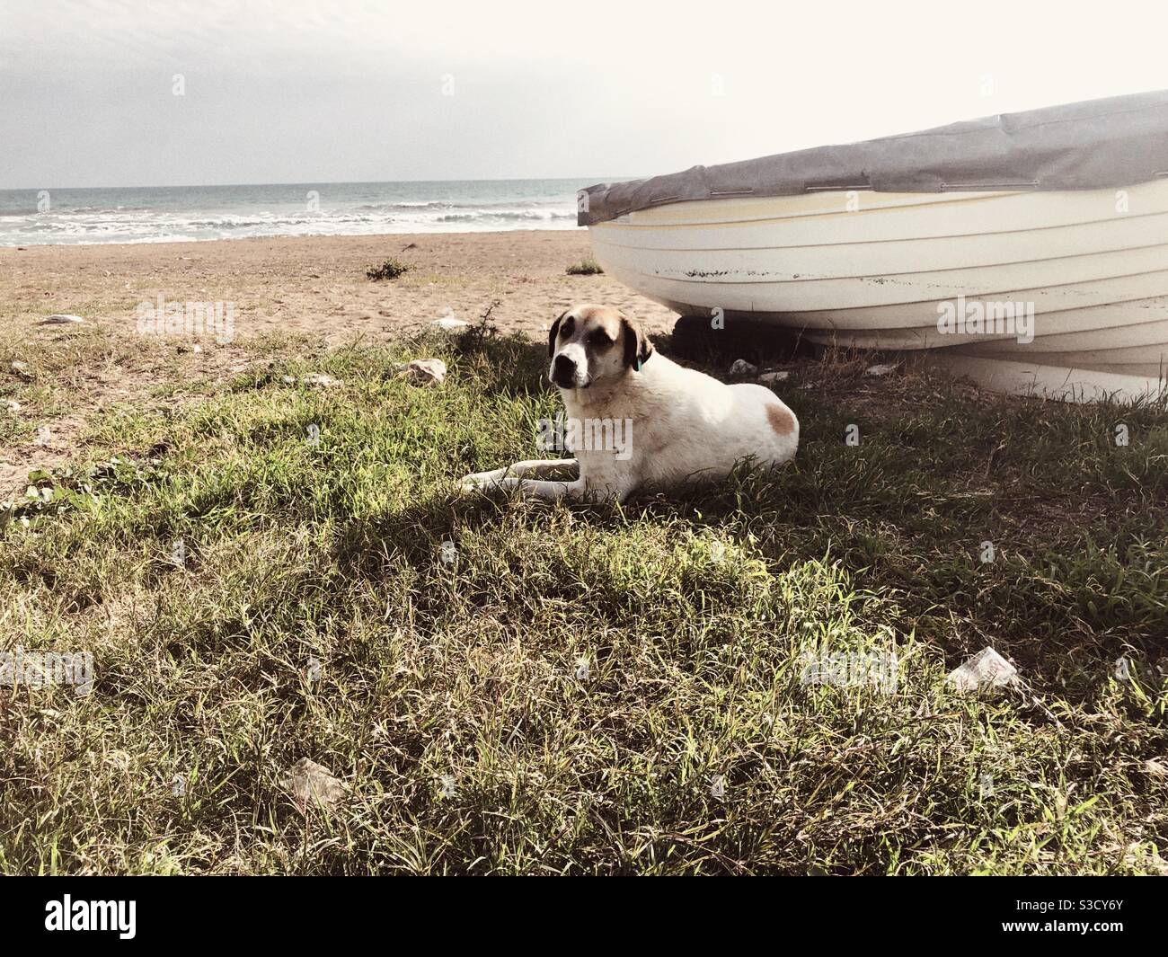 Street dog sitting next to a fishing boat - Smartphone Captured Stock Image