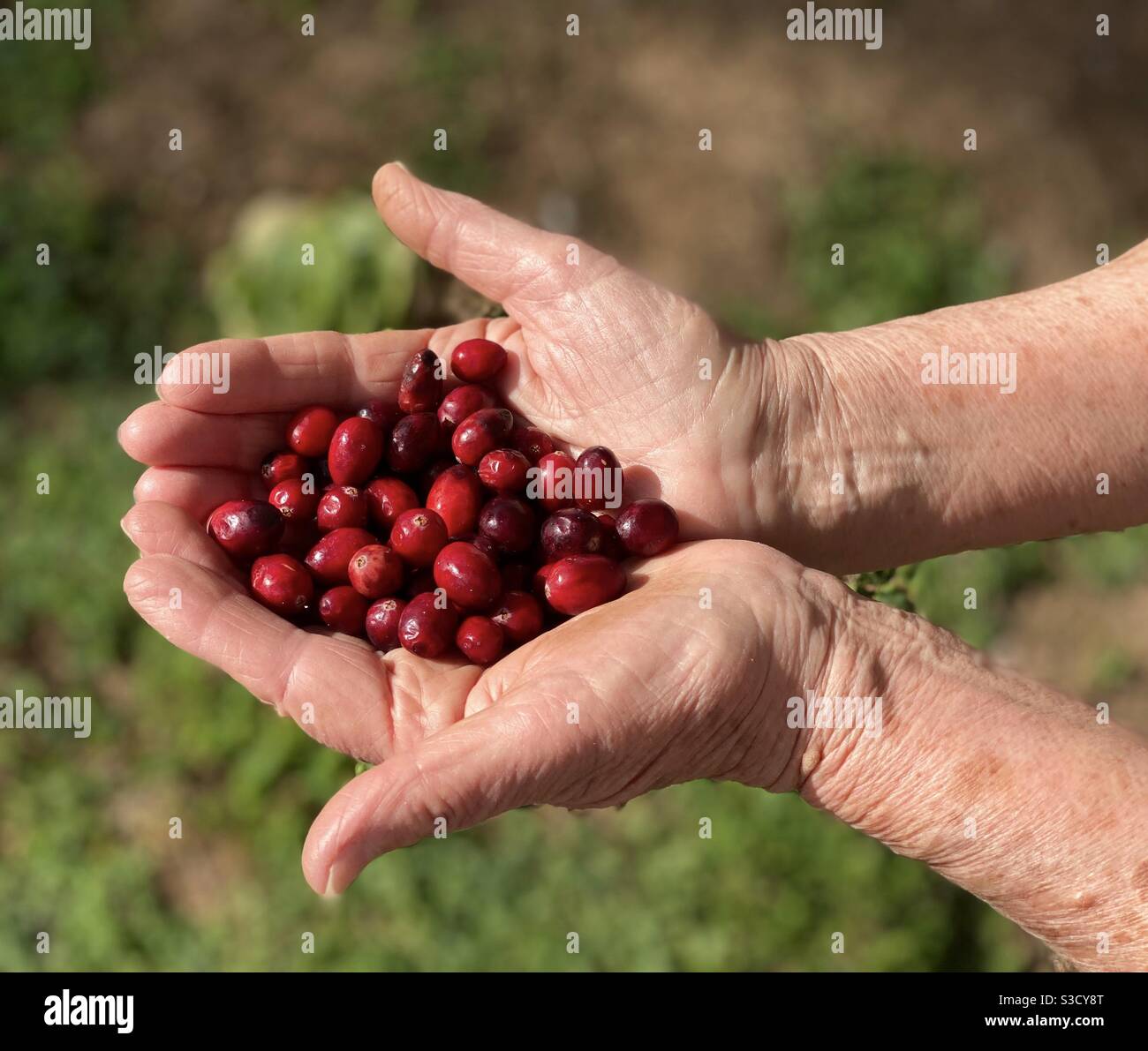 A bunch of cranberries on the hands of an old woman Stock Photo