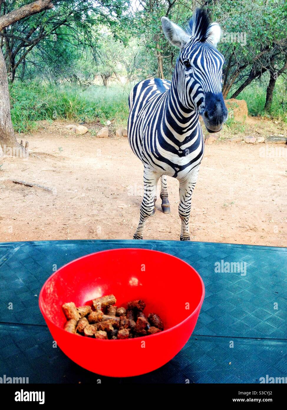 Zebra waiting patiently to be fed a few wildlife pellets - Smartphone Captured Stock Image