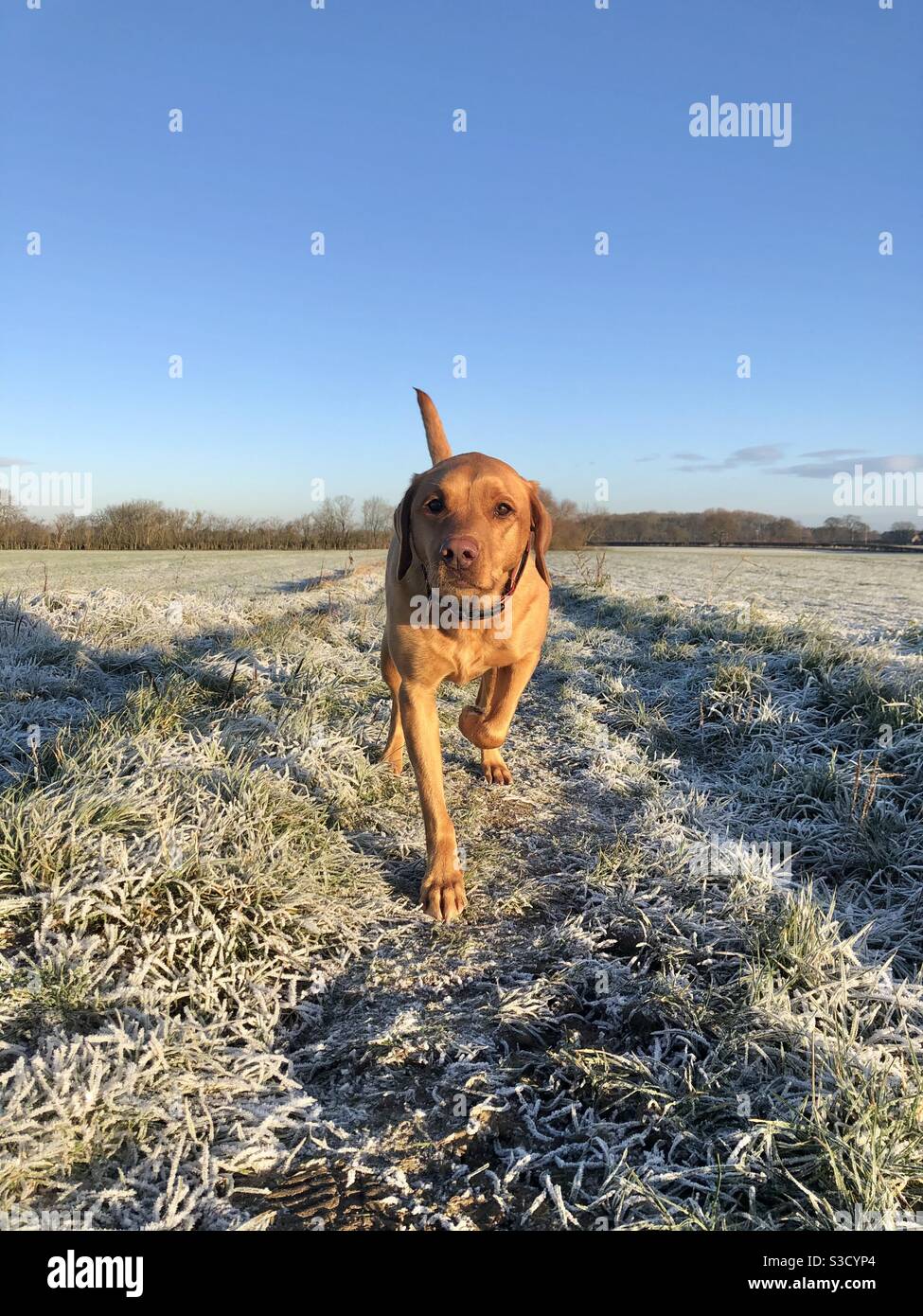 A fit and active red fox labrador retriever on a bright and cold frosty day with copy space Stock Photo