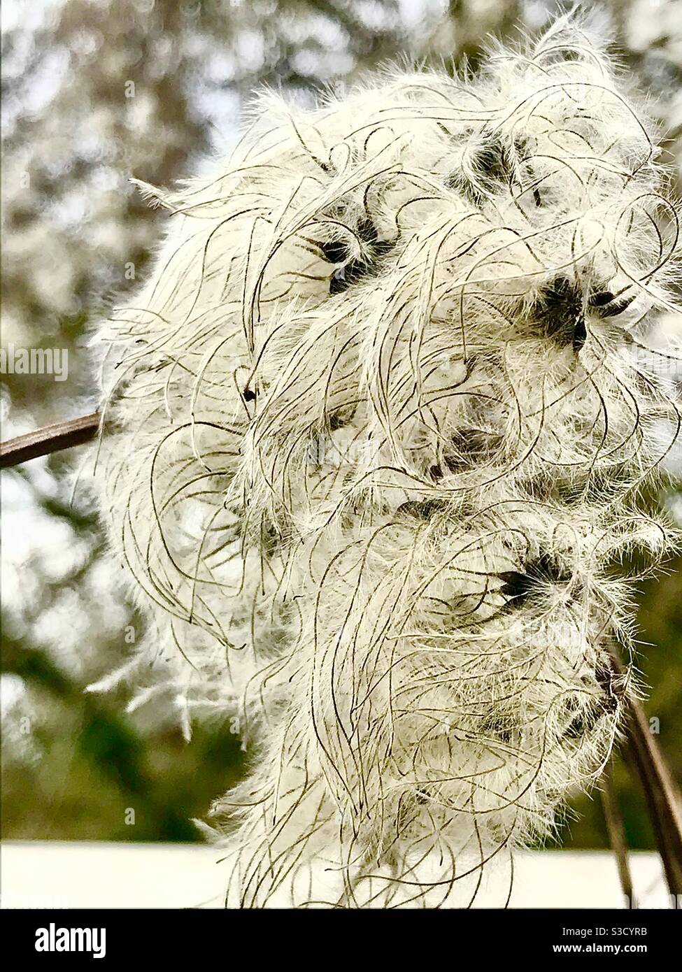 Amazing flower/ shrub seeds - Smartphone Captured Stock Image