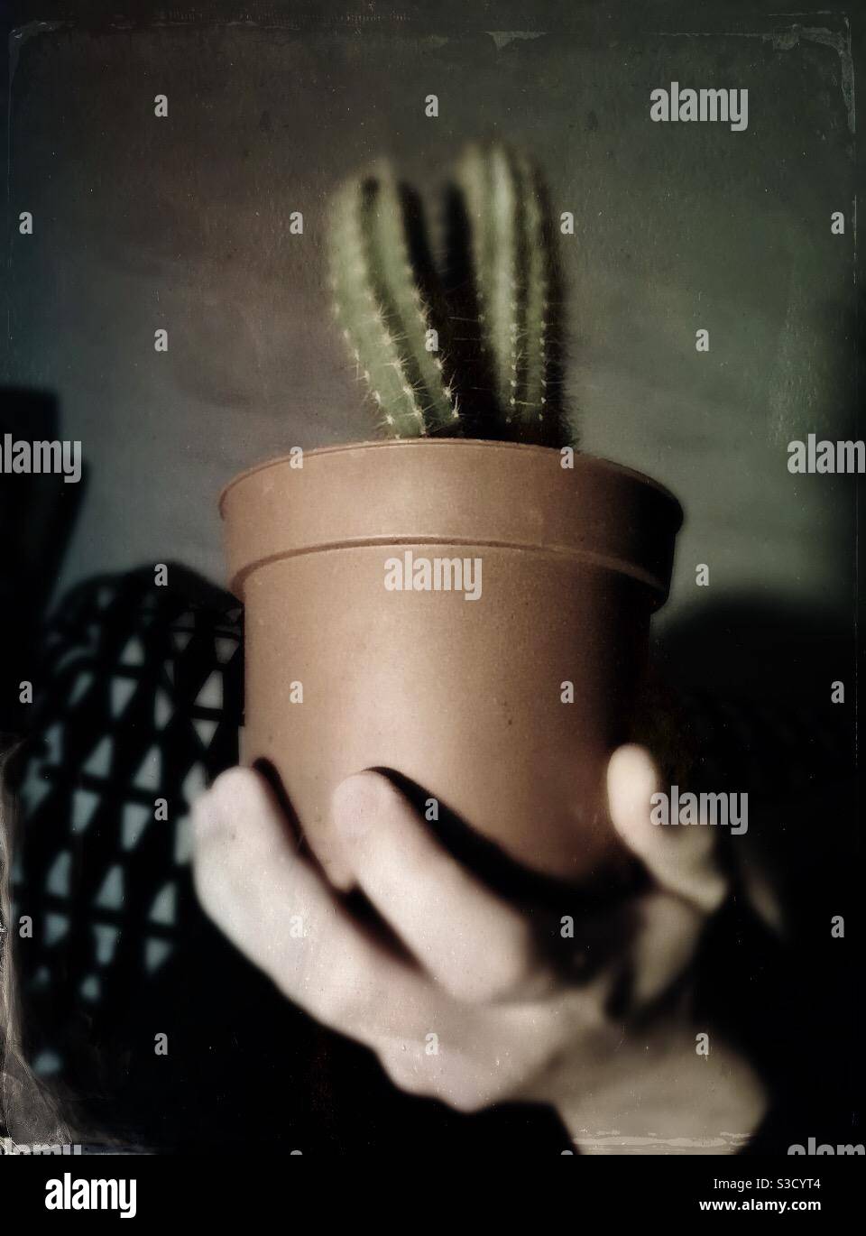 Person holding in hand a cactus plan in a pot ,image edited to give it a vintage tintype photo look - Smartphone Captured Stock Image