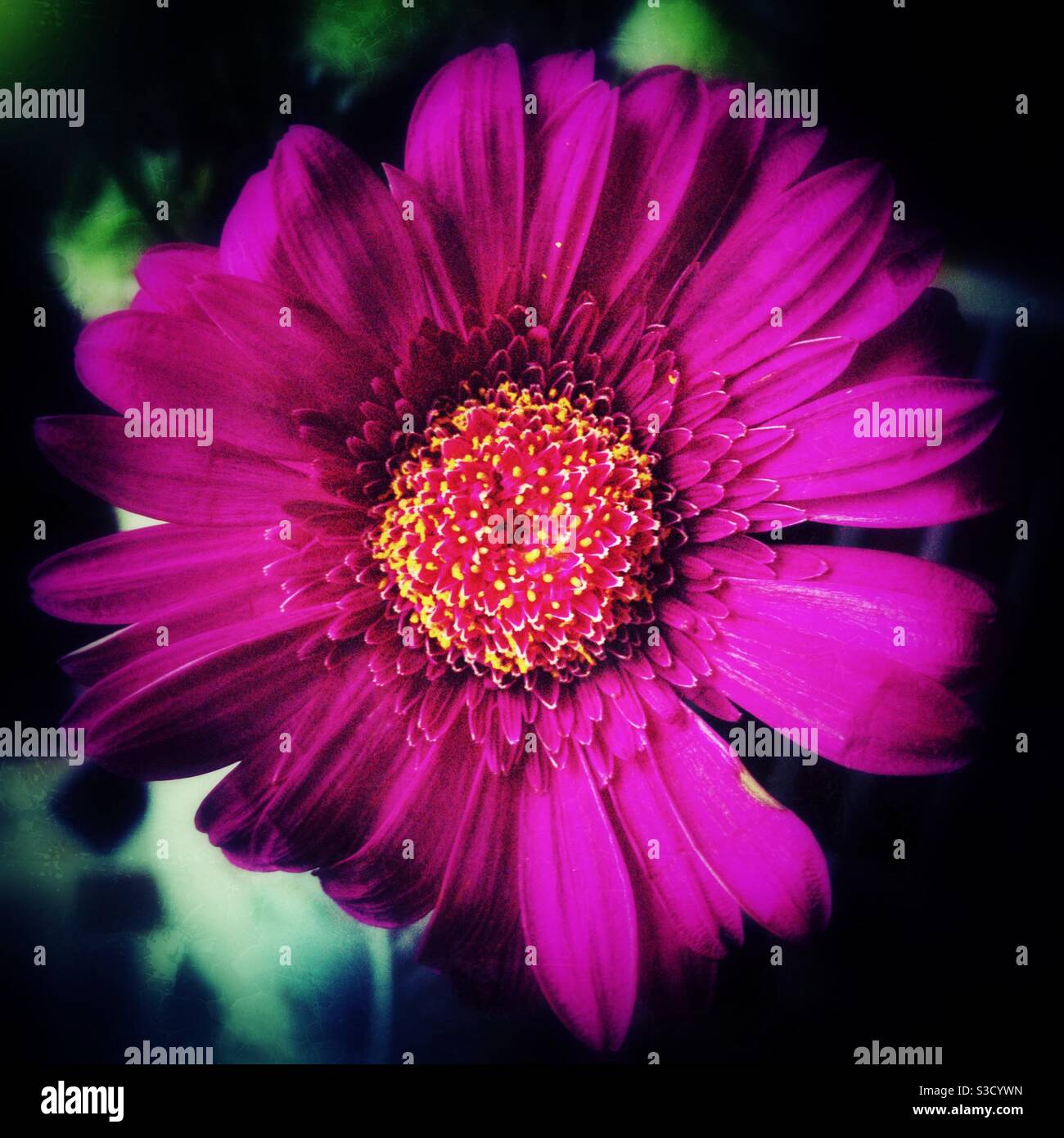 Pink Gerbera. - Smartphone Captured Stock Image