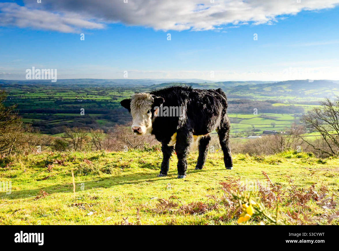 Young cow standing against far reaching views Stock Photo