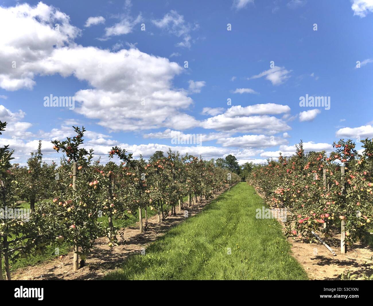 Apple picking is fun for whole family Stock Photo