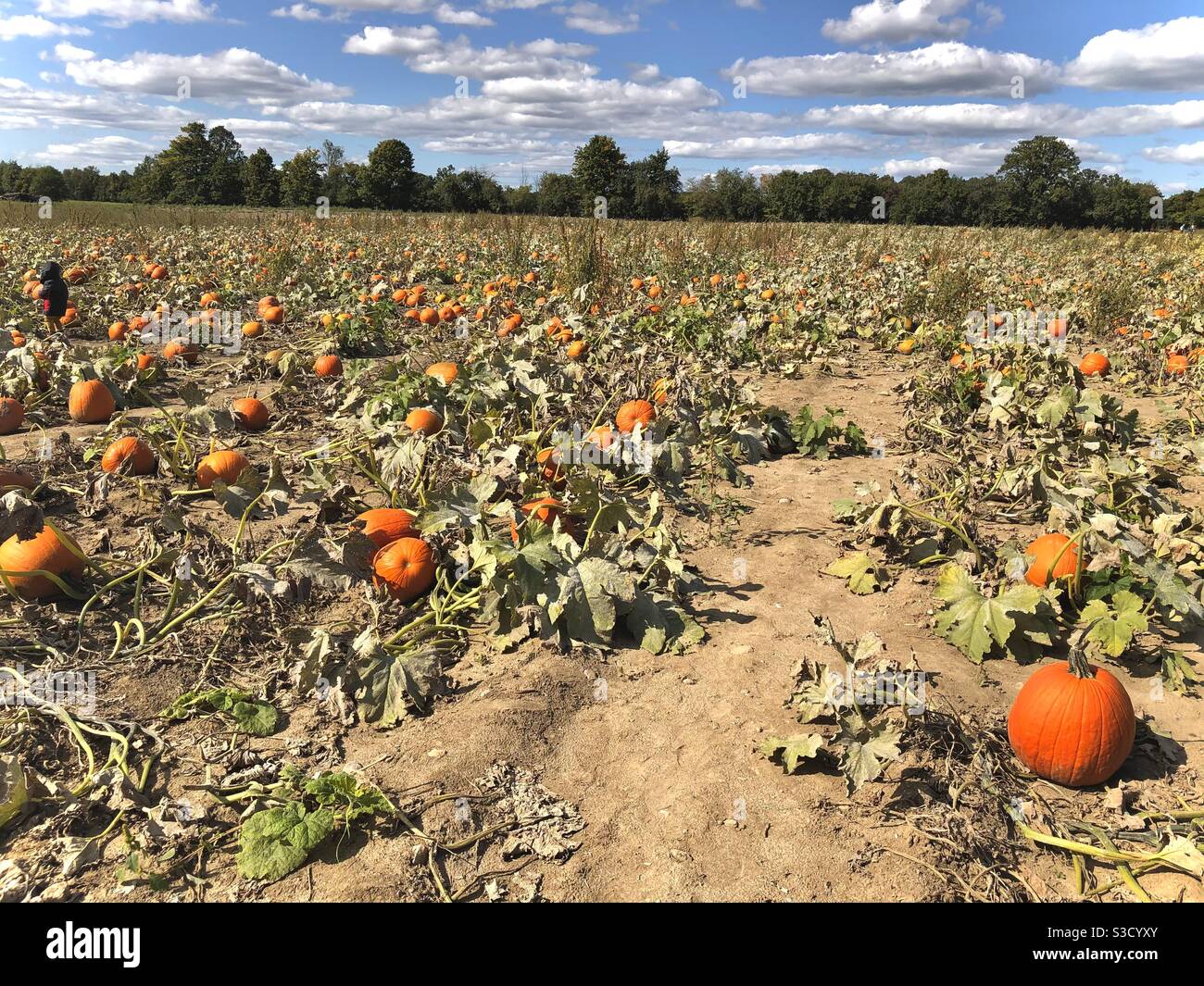 Pumpkin farm in Canada Stock Photo