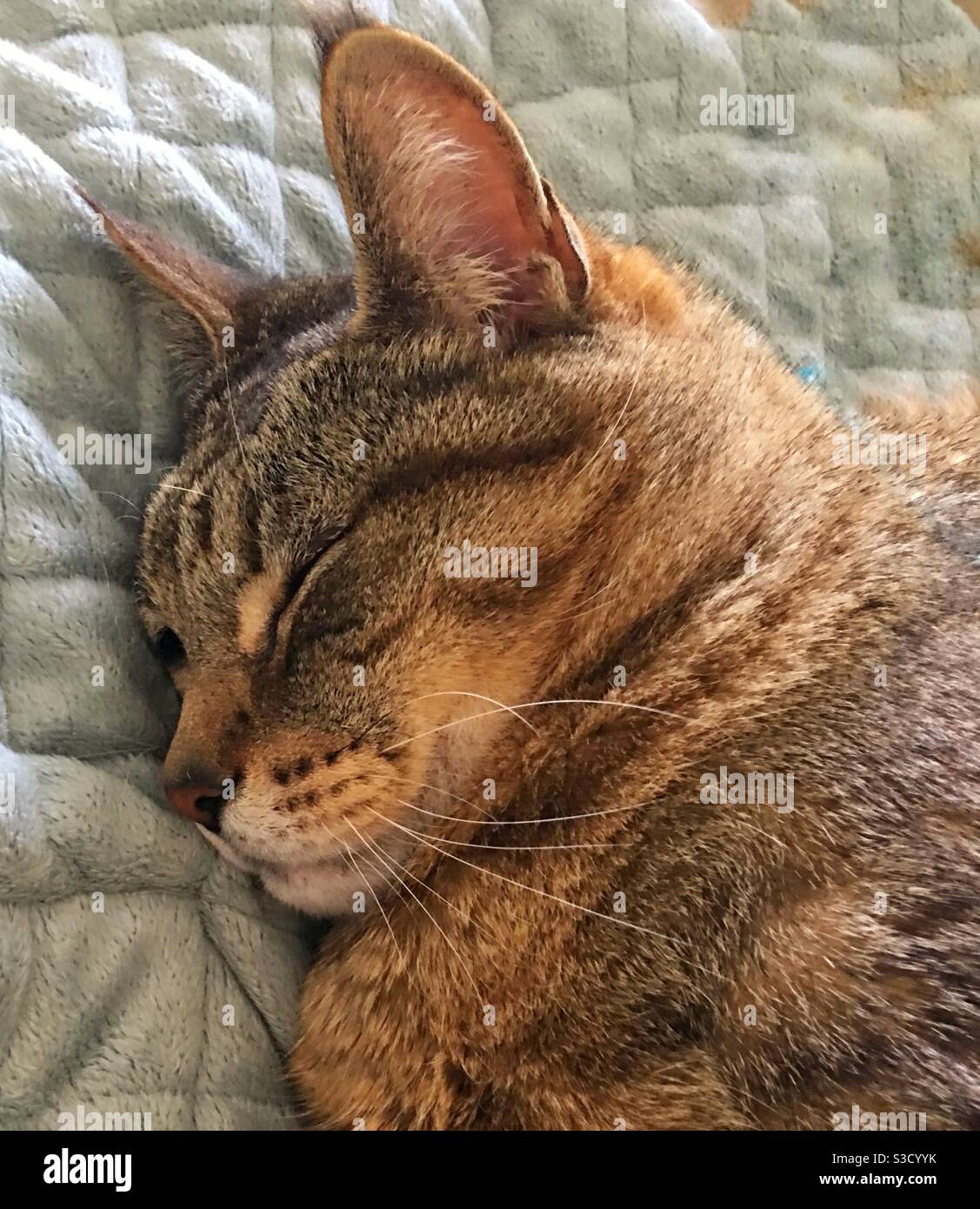 What could look more innocent and sweet than a sleeping Beautiful brown striped Tabby cat Sleeping peacefully on a pale blue quilt? - Smartphone Captured Stock Image