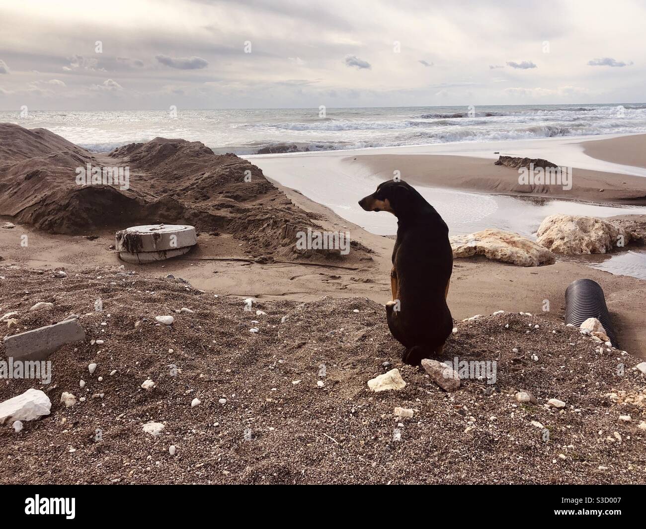 Black dog sitting by the sea - Smartphone Captured Stock Image