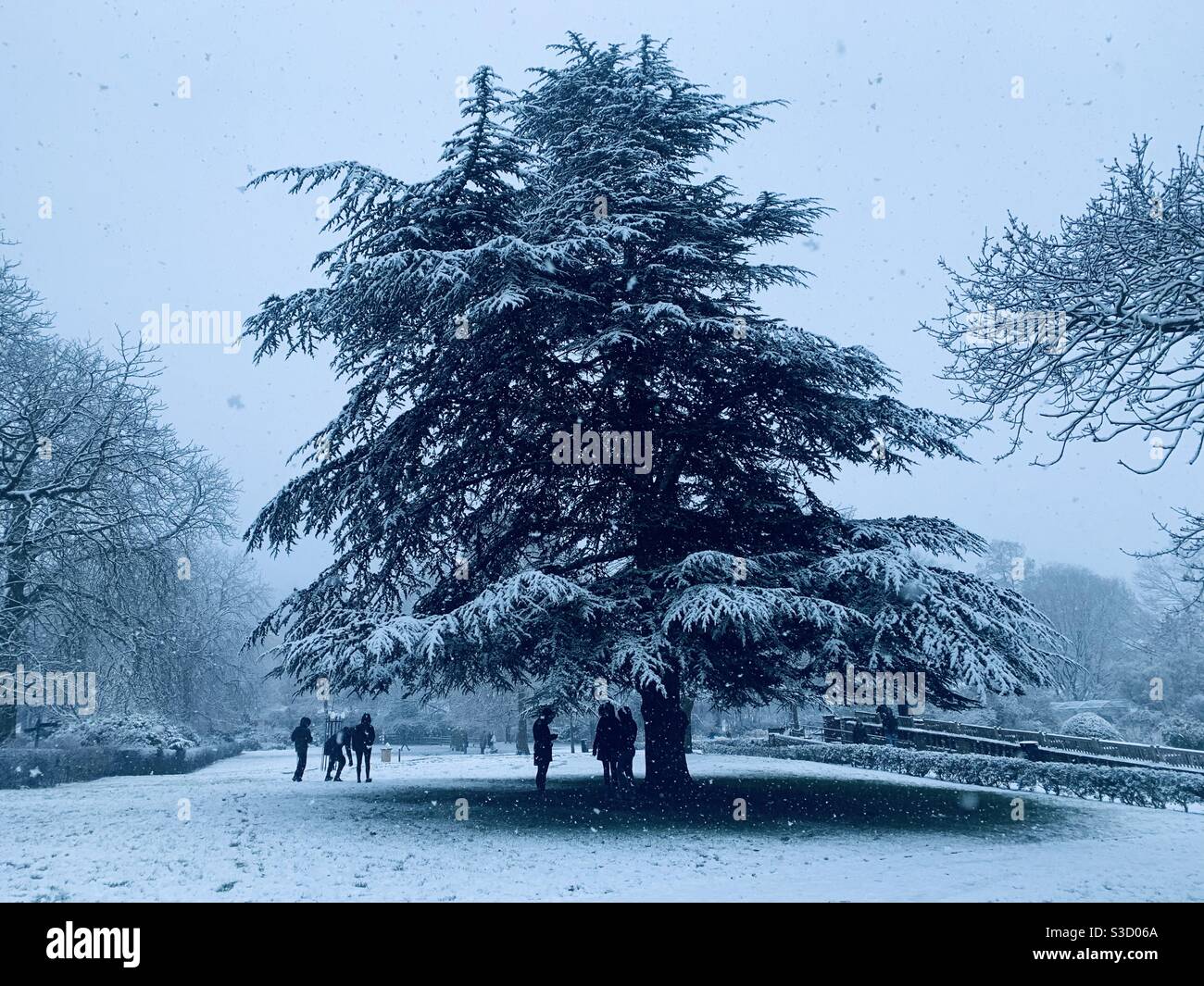 People standing under snowy cedar tree in horniman gardens - Smartphone Captured Stock Image