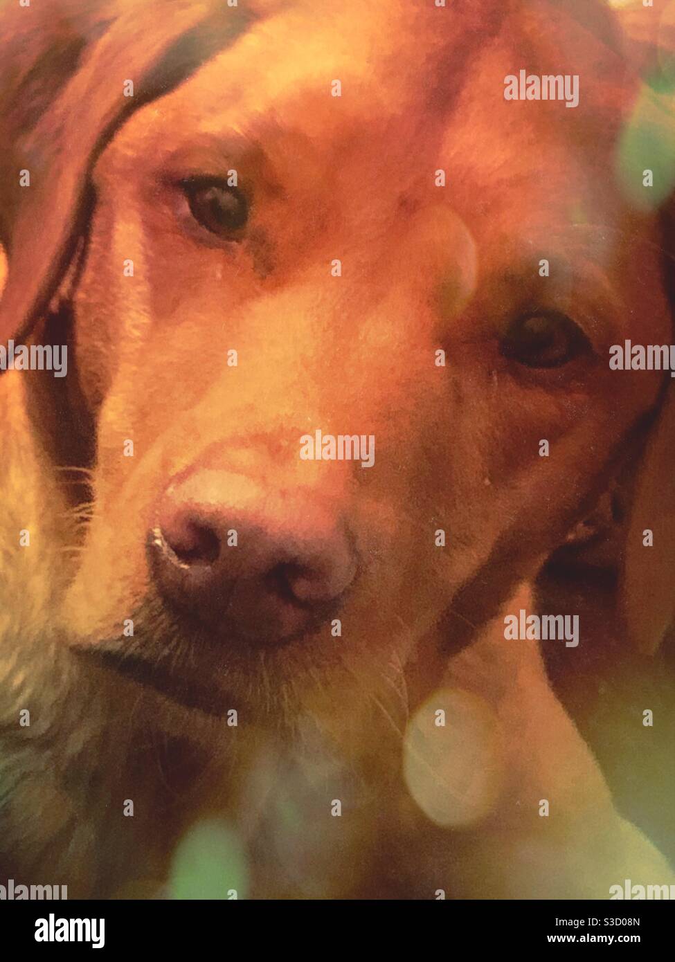 A close-up of the head of a Labrador dog with abokeh effect from lights - Smartphone Captured Stock Image