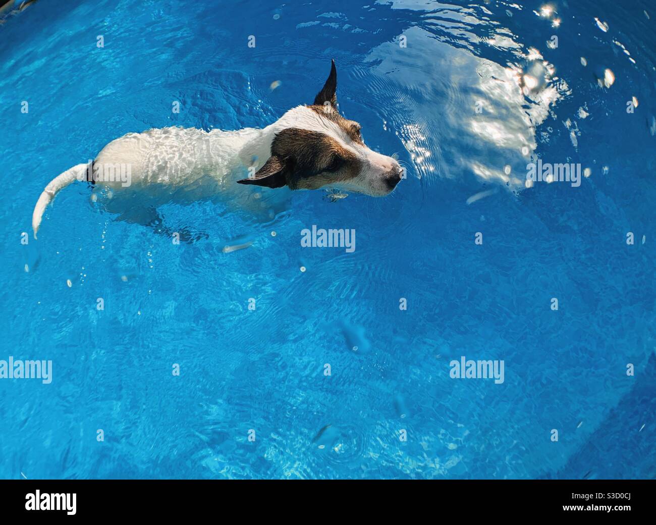 Jack Russell Terrier dog swimming in backyard pool on a sunny day. - Smartphone Captured Stock Image