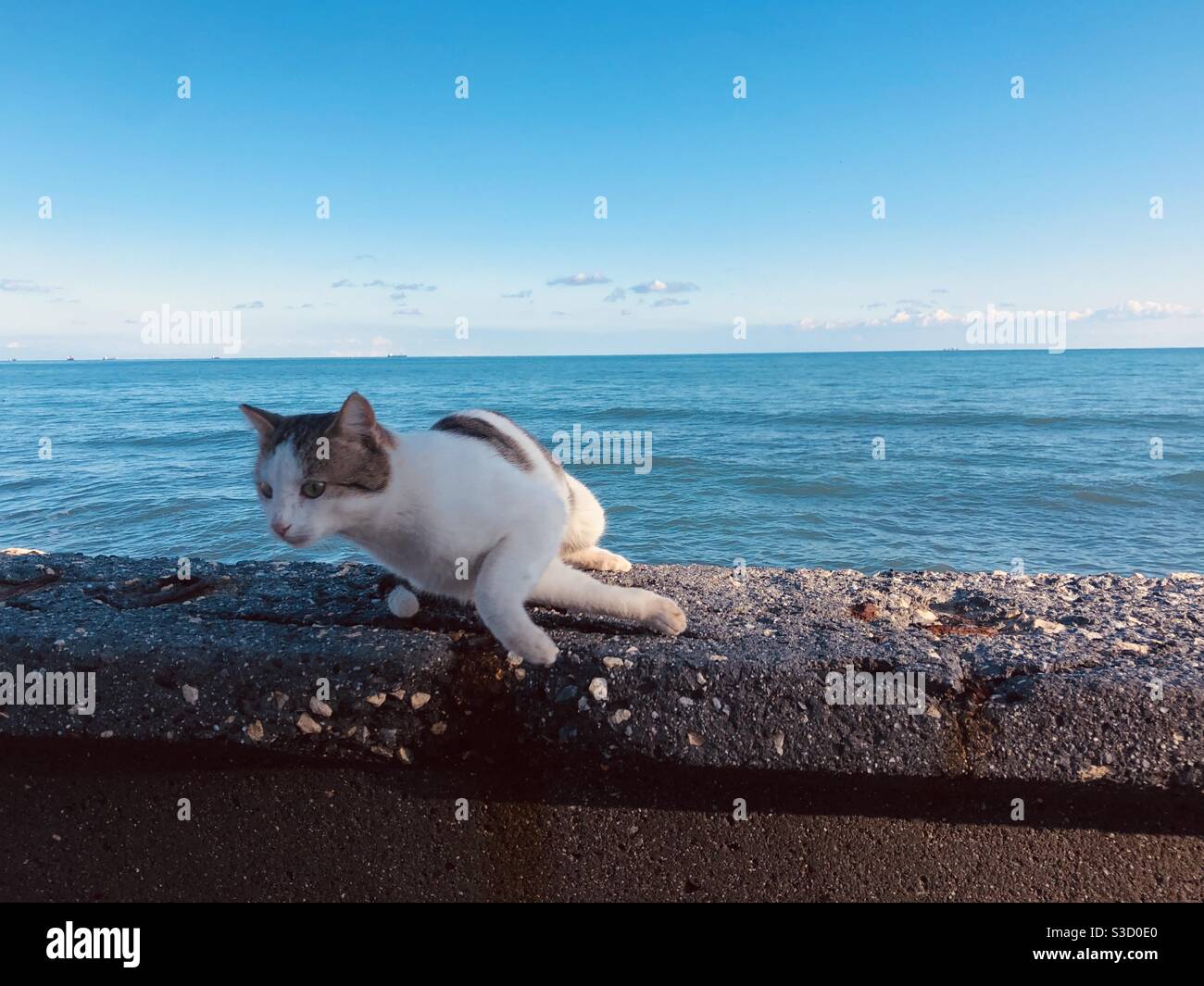 Cat is about to jump off the wall that is by the sea Stock Photo Alamy
