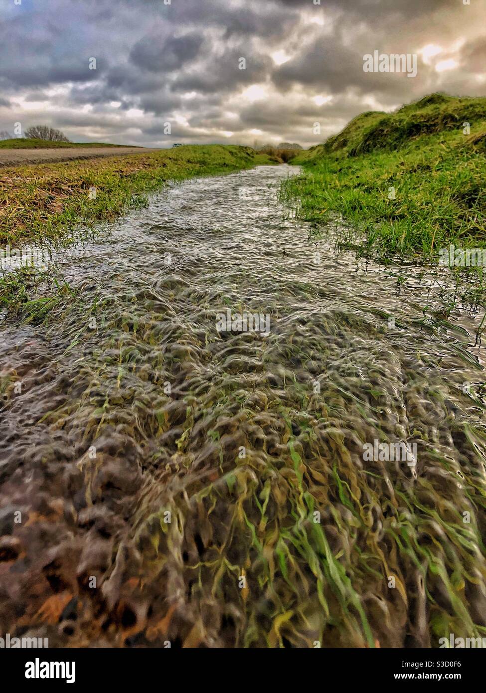 Flooded common Stock Photo