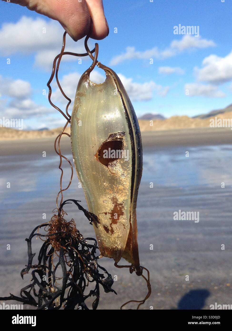 Mermaids purse Stock Photo - Alamy