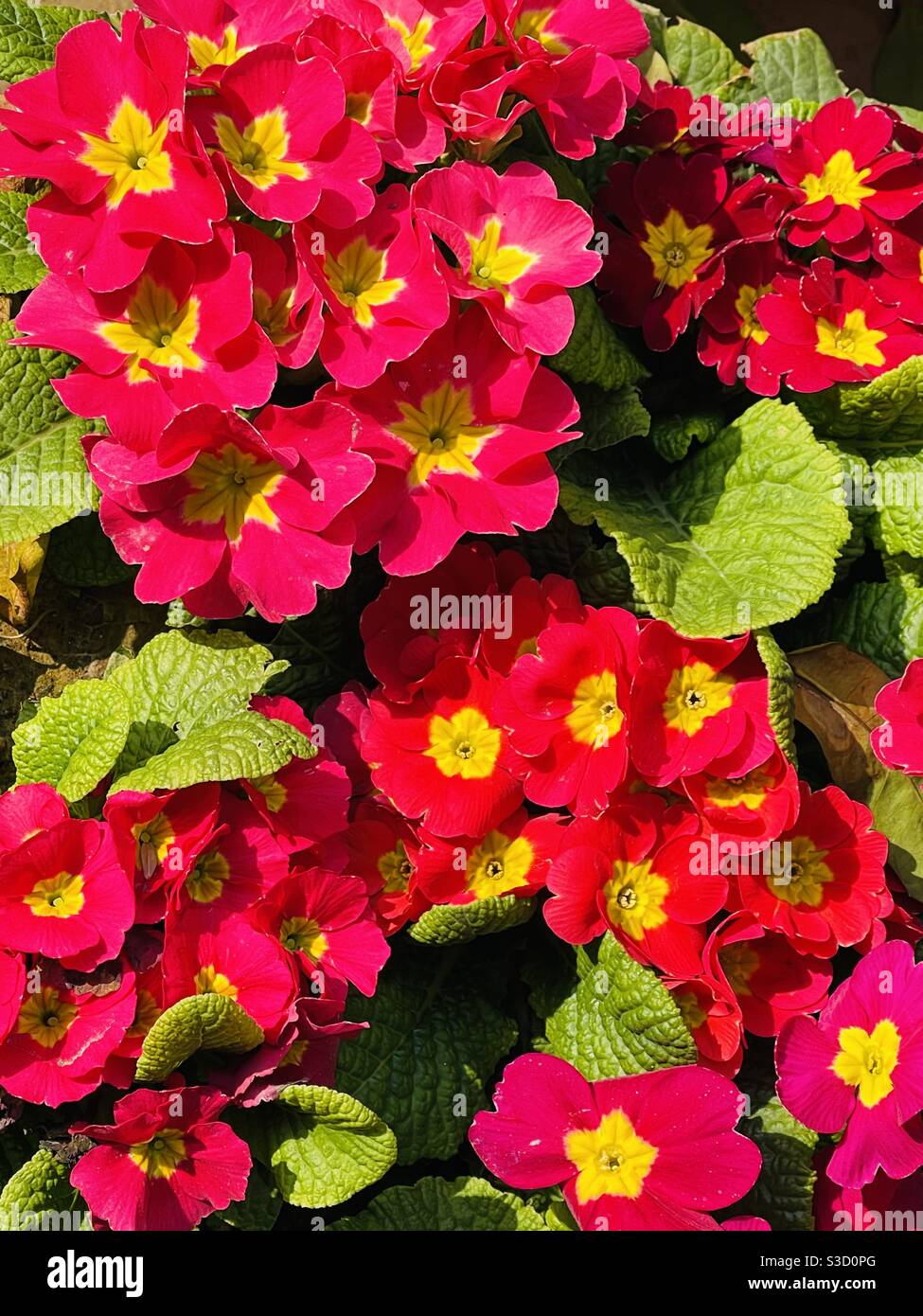 Prime rose flowers Stock Photo - Alamy