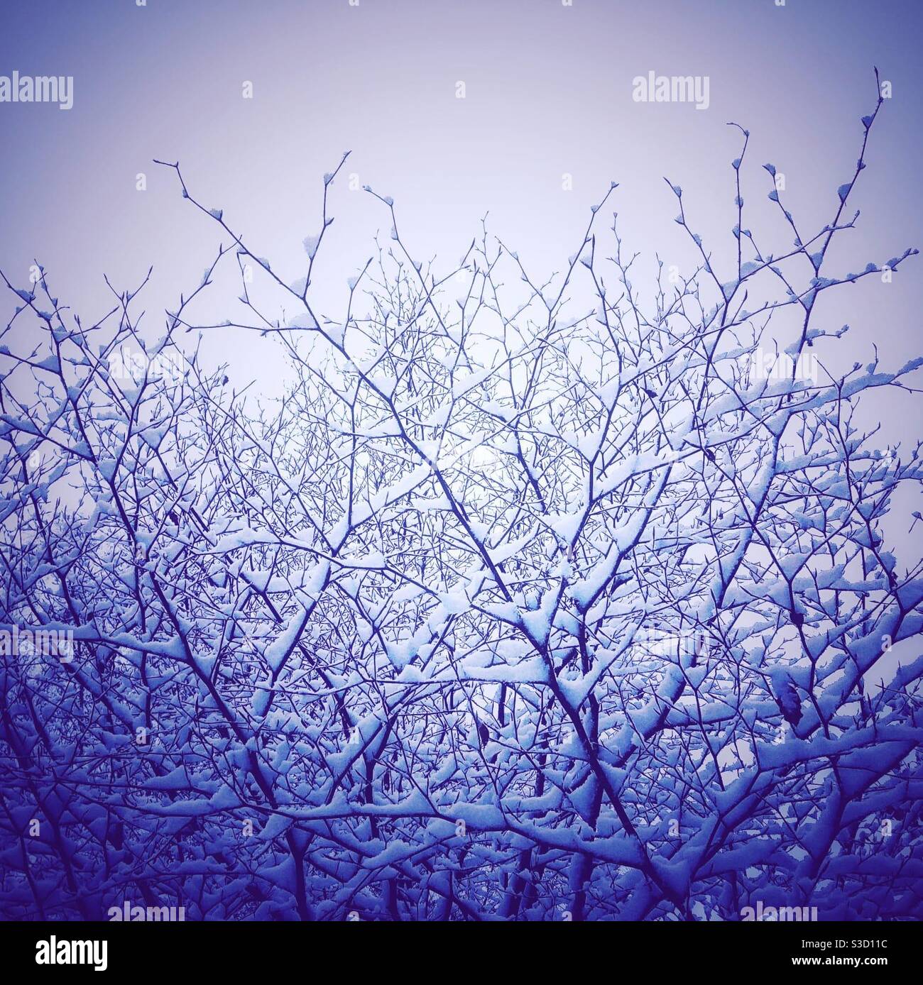 A photograph of beautiful wiry tree branches covered in a layer of snow on a winter morning. - Smartphone Captured Stock Image