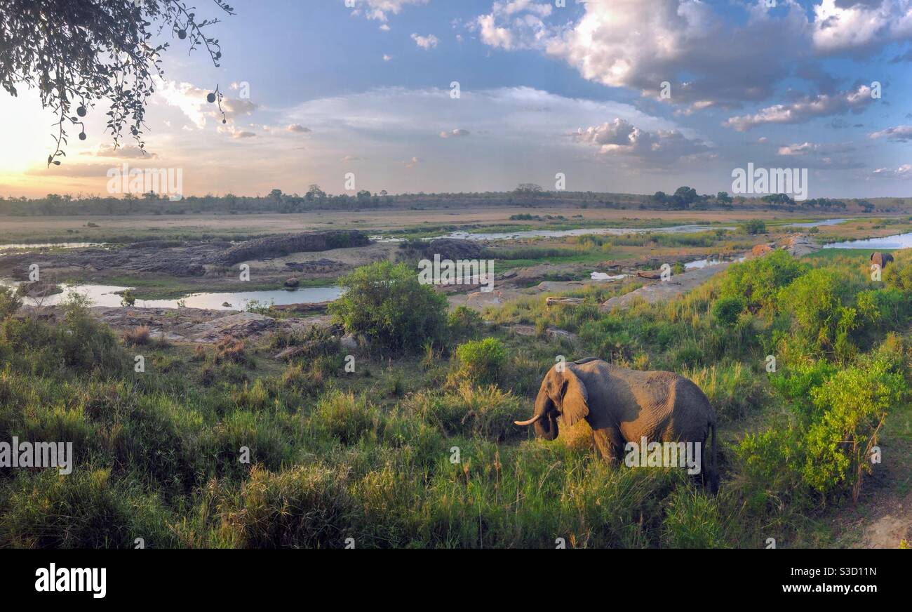 Beautiful sunset capturing an elephant enjoying the green pastures. Stock Photo