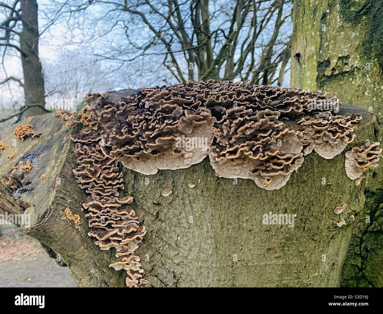 Walnut looking turkey tail fungus on a hornbeam tree - Smartphone Captured Stock Image