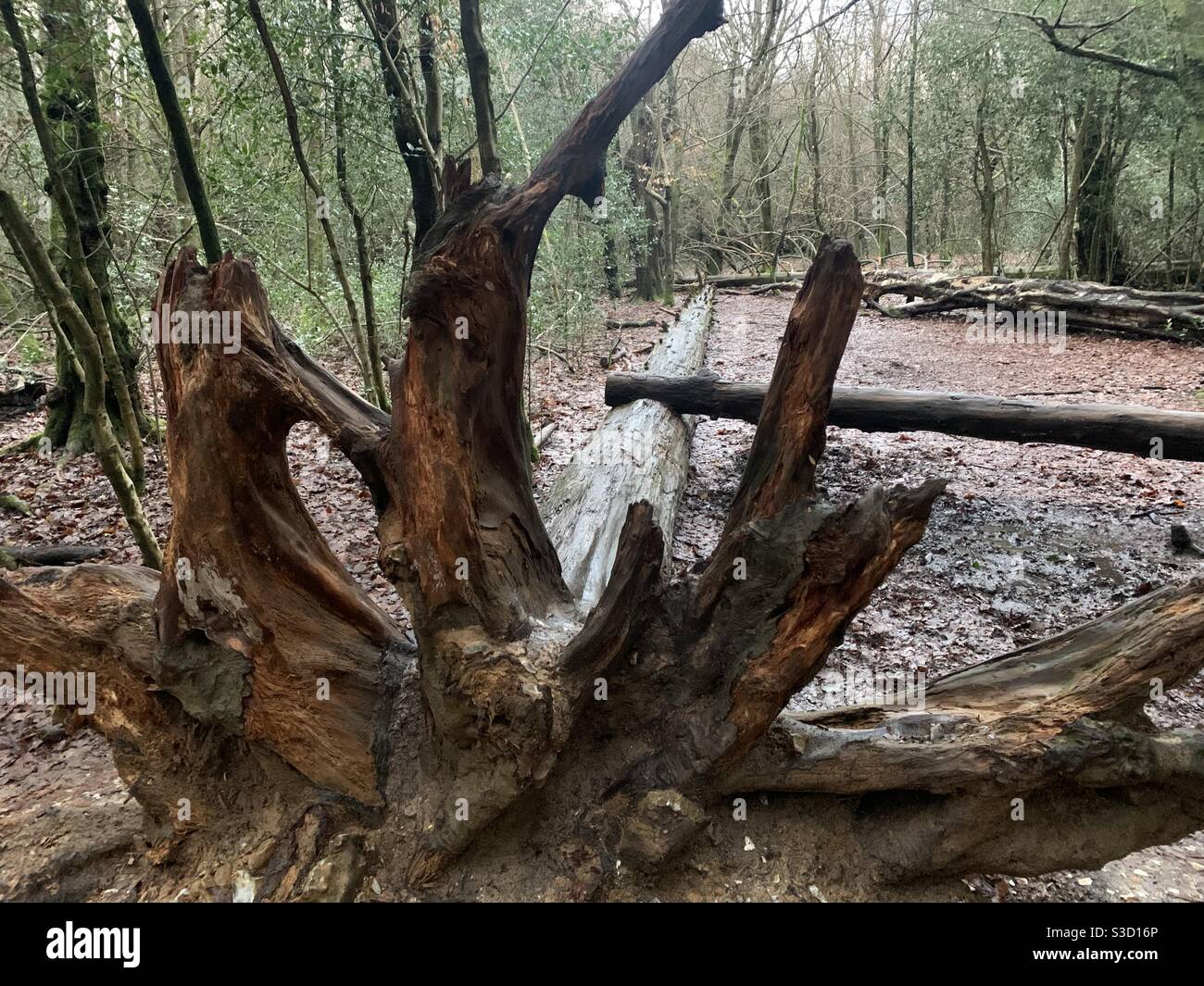 Fallen tree after storm with roots in the air - Smartphone Captured Stock Image