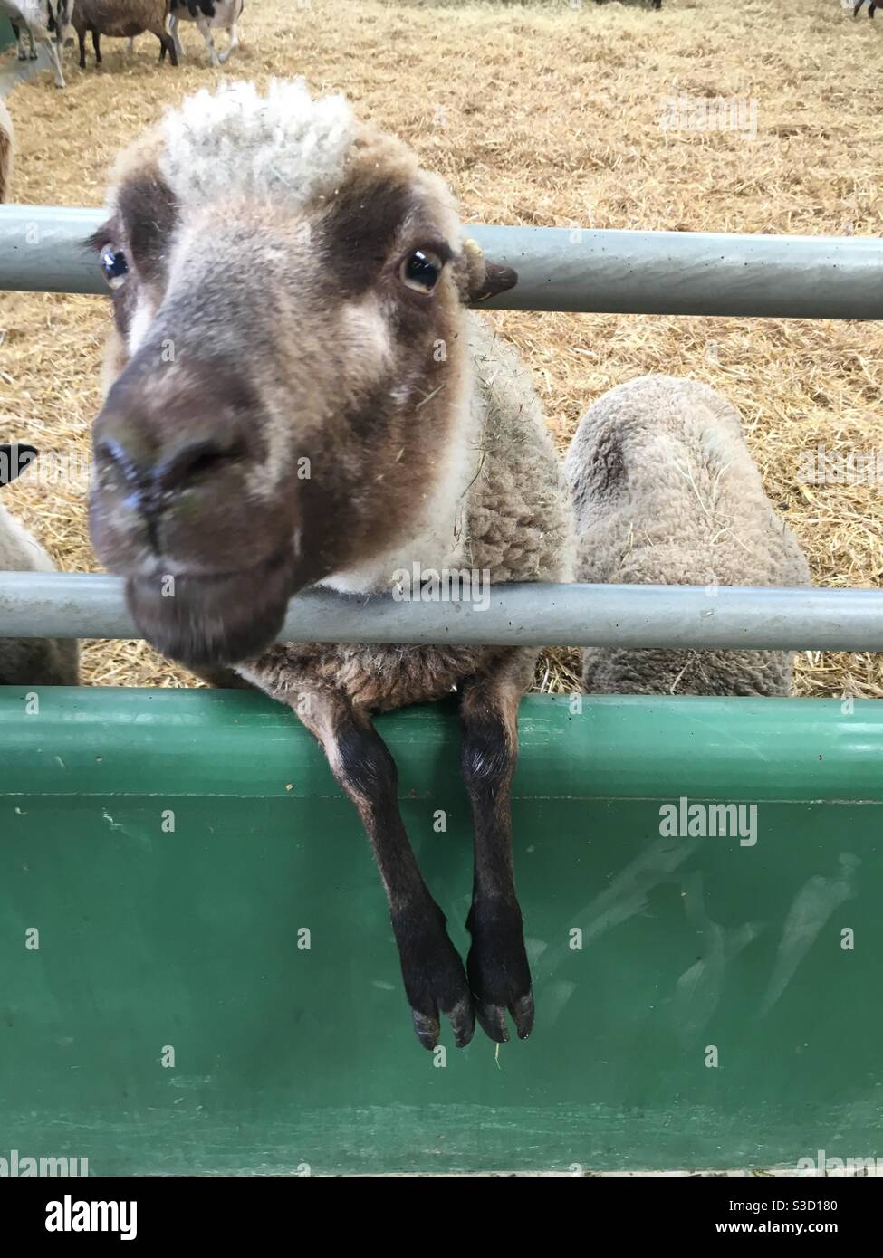 Nosey sheep with head through railings - Smartphone Captured Stock Image