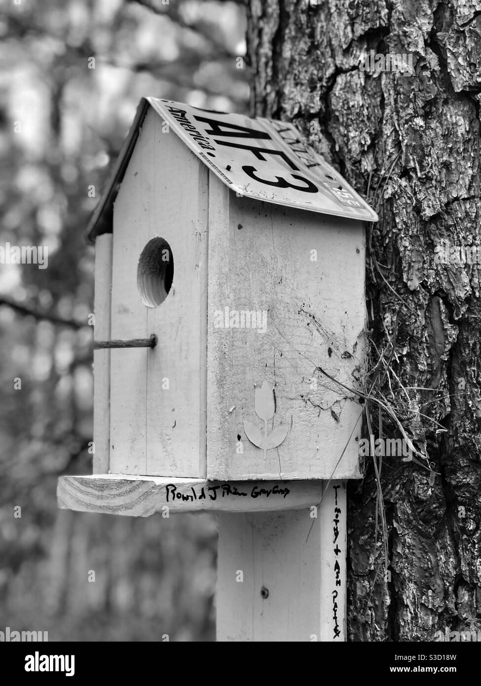 Monochromatic closeup of wooden birdhouse on pine tree in forest Stock Photo