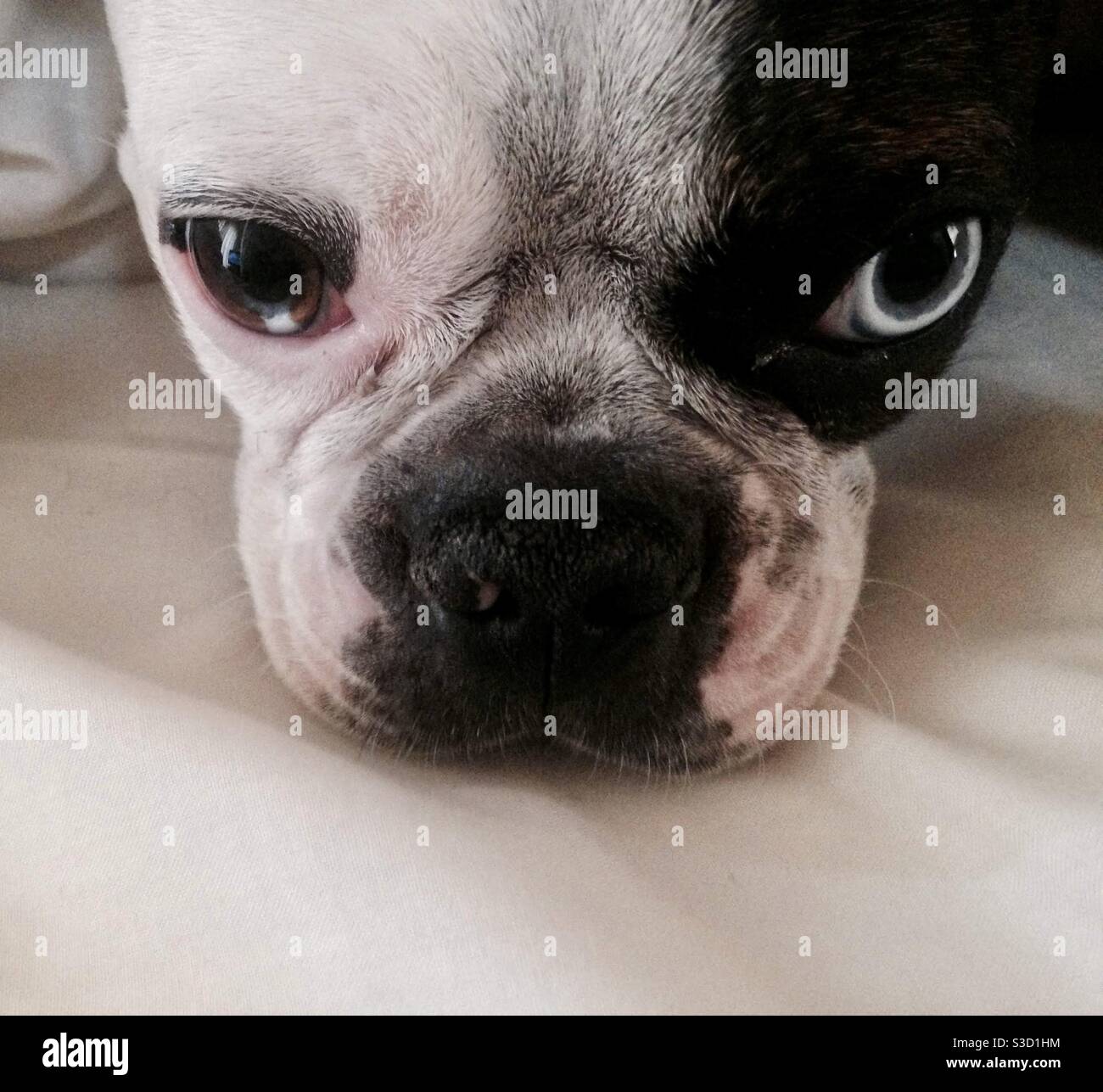 Boston Terrier Face Stock Photo Alamy