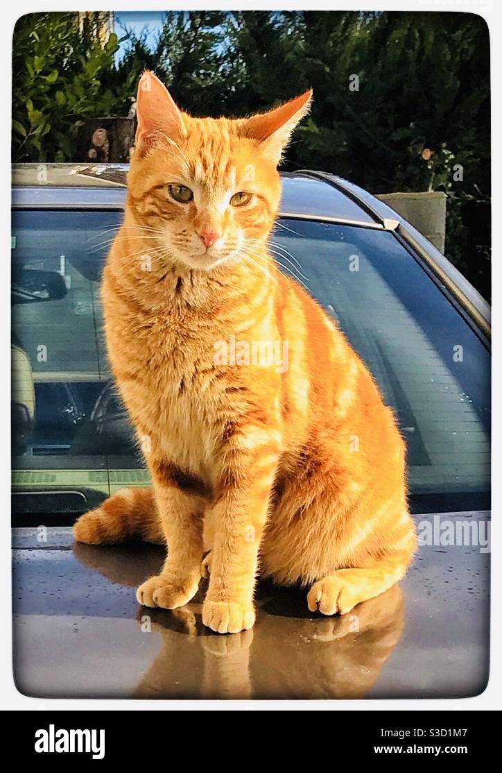 Cat Sitting On Car Hi res Stock Photography And Images Alamy Cat Sitting On Car Hi res Stock Photography And Images Alamy
