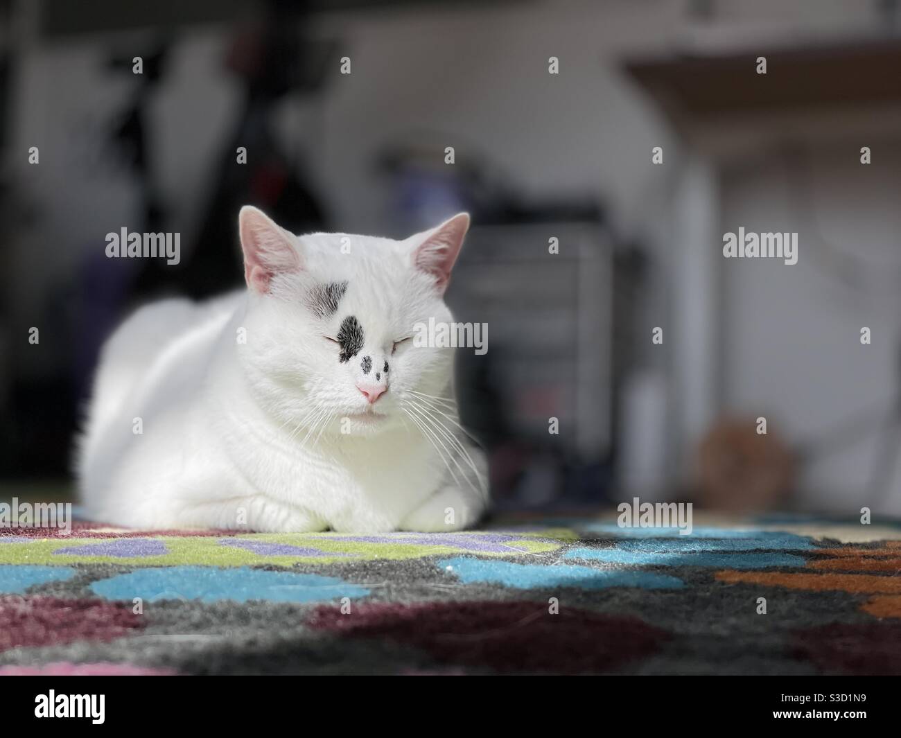 White cat enjoy the sun indoors. Stock Photo