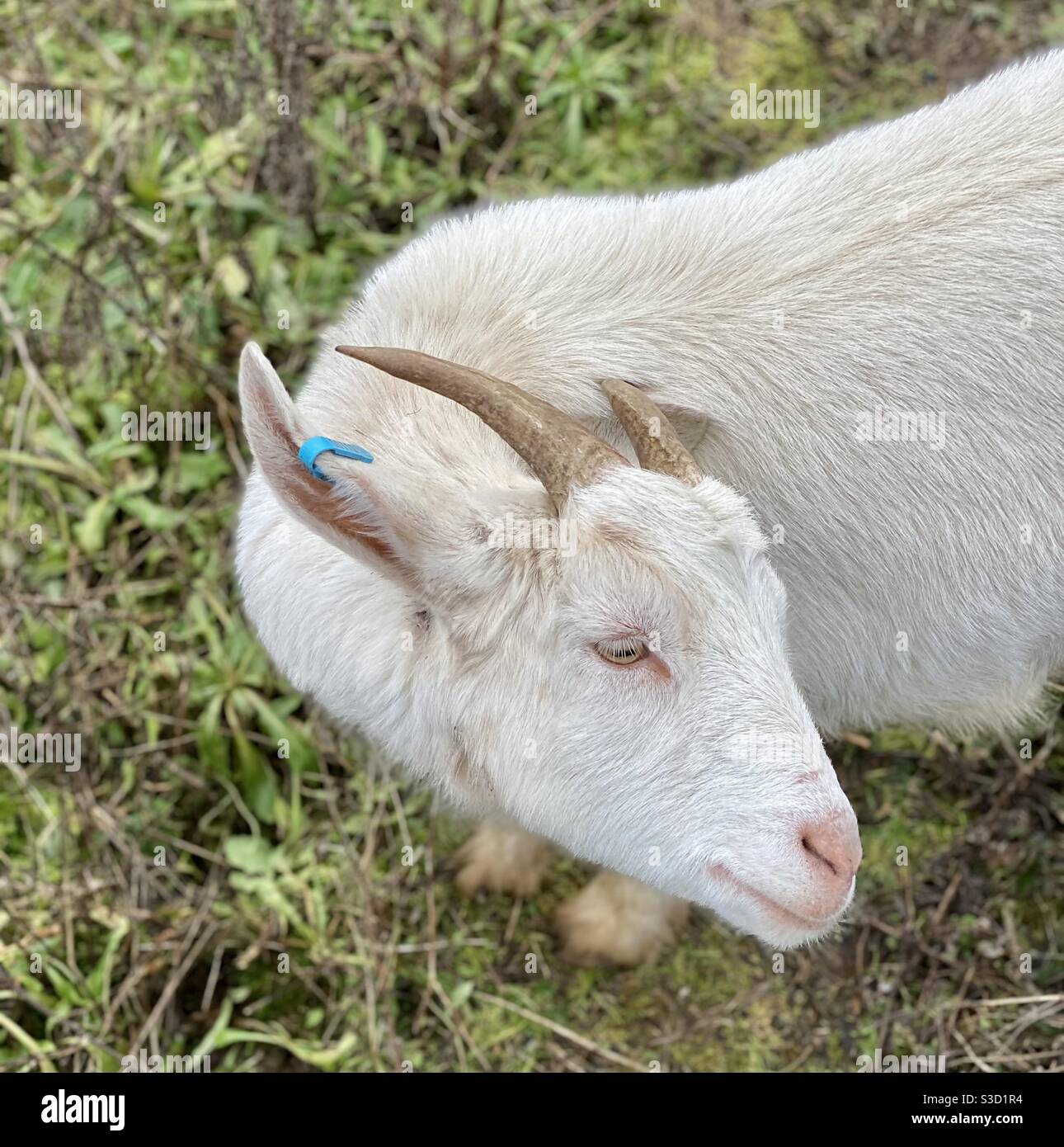 Streetgoat bristol - Smartphone Captured Stock Image