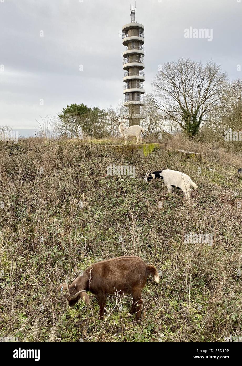 Streetgoat bristol Stock Photo