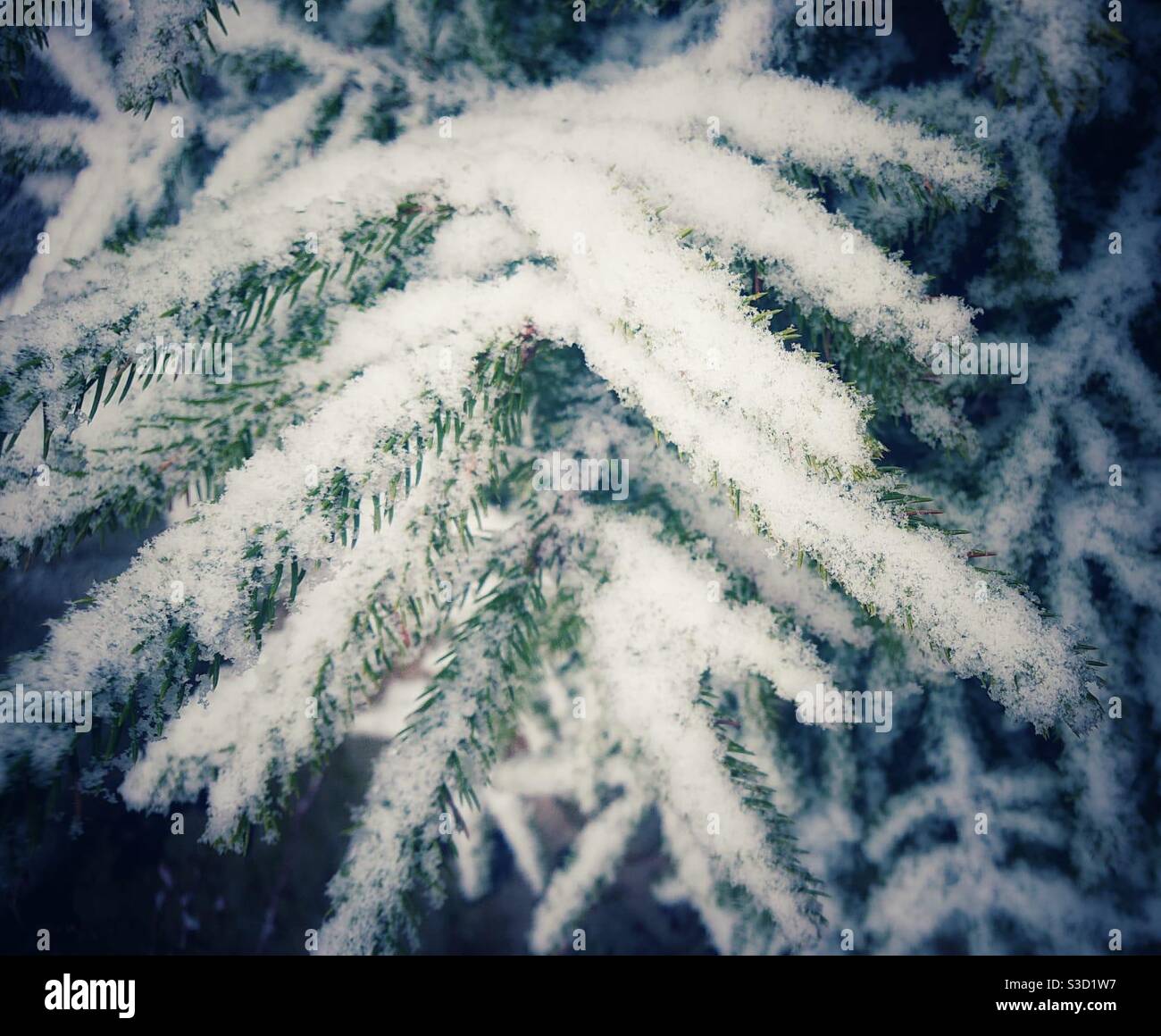 A layer of fresh snow on pine tree branches. Close up photograph - Smartphone Captured Stock Image
