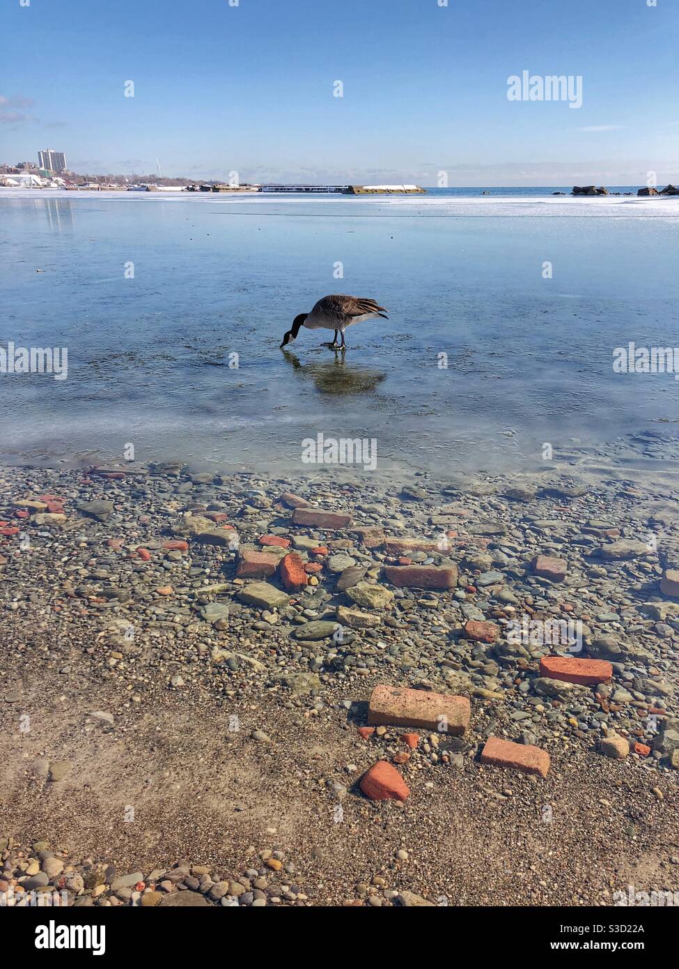 A Canada Goose walking on a thin layer of frozen ice. - Smartphone Captured Stock Image