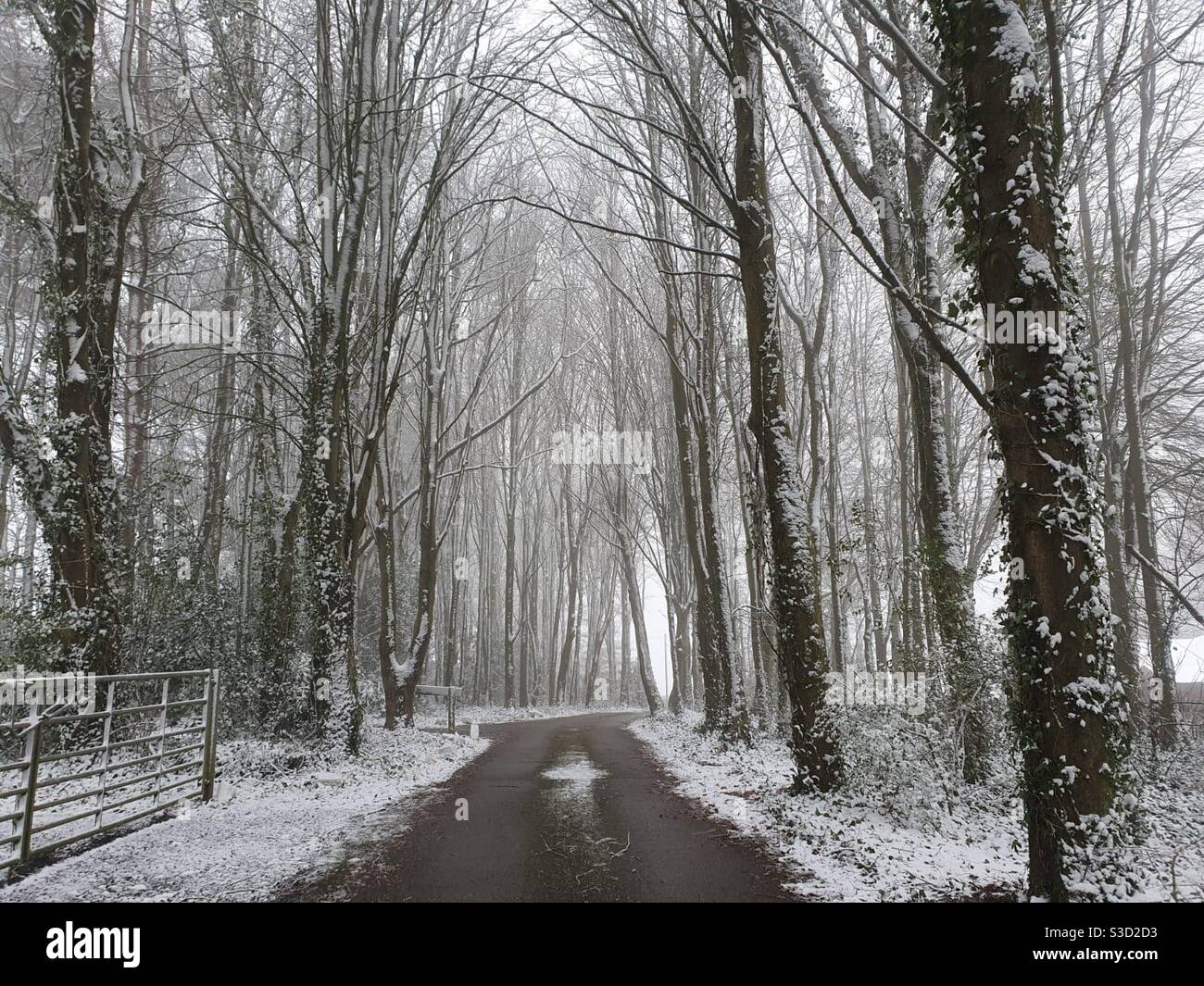 A muddy path through snow covered trees, January. Stock Photo