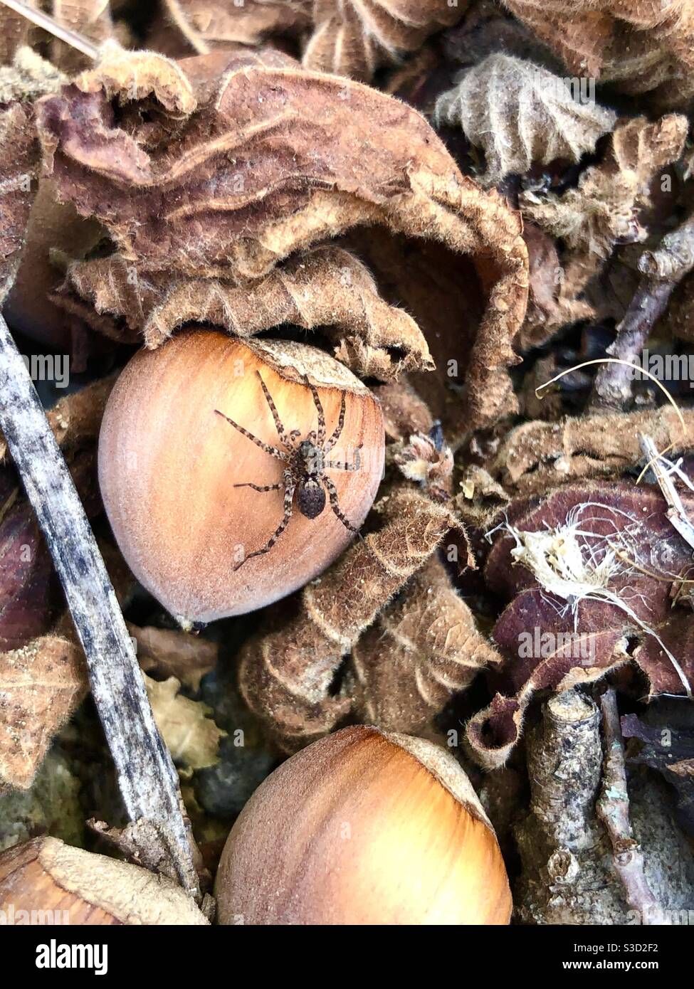 Spider on a fallen hazelnut Stock Photo