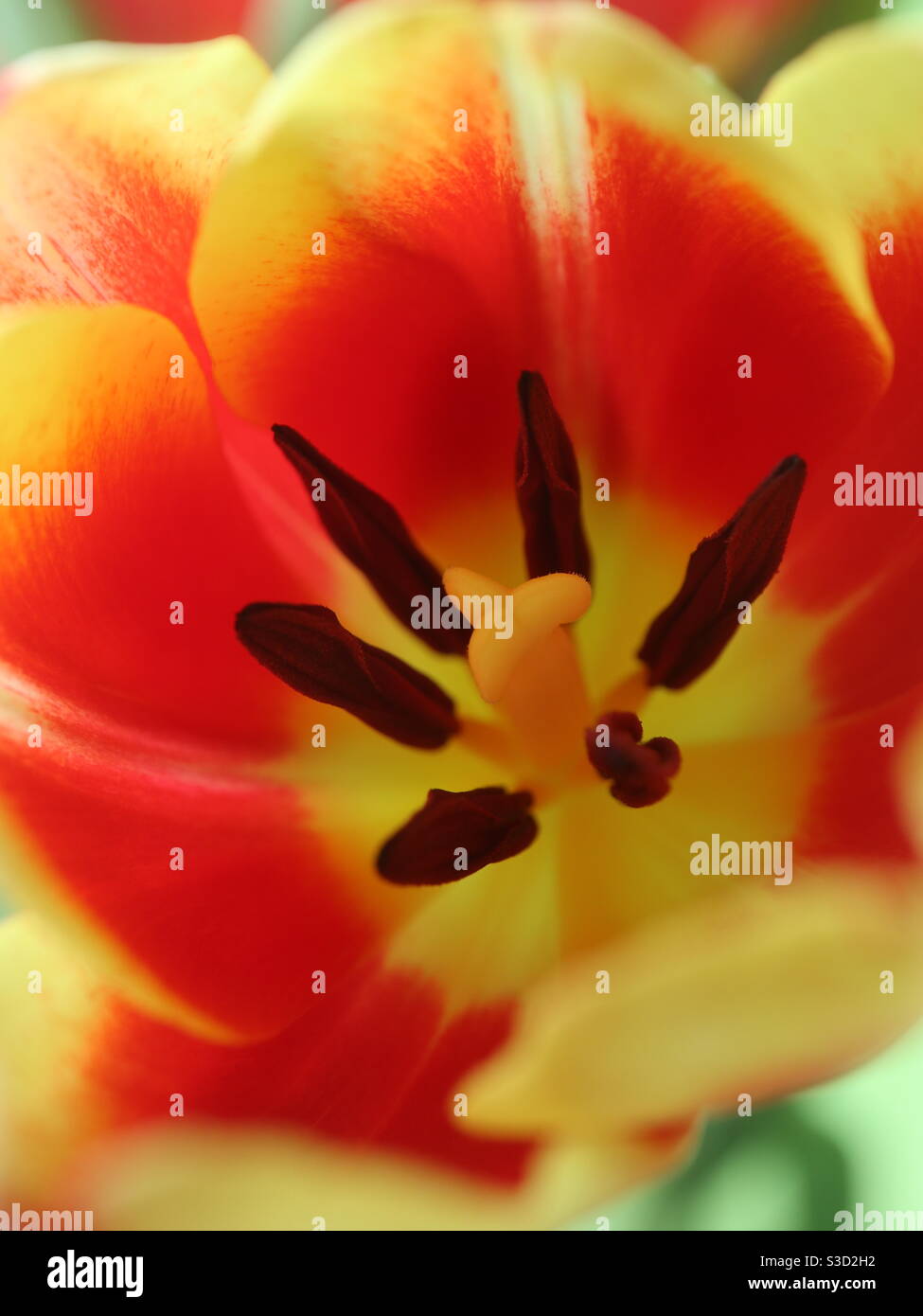 Spring Tulip in Bloom Stock Photo - Alamy