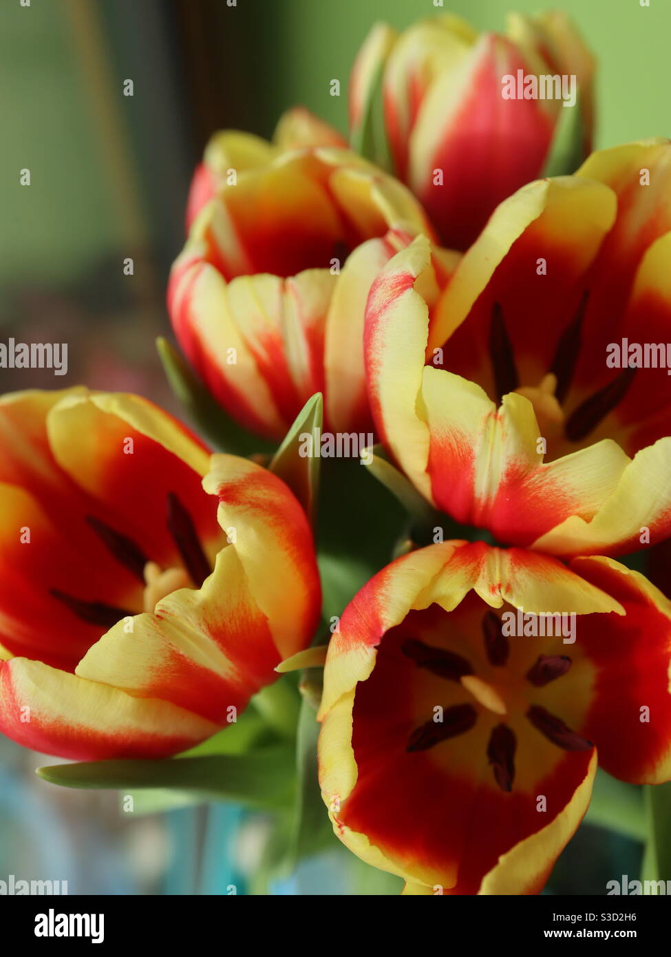 Spring Tulip in Bloom Stock Photo - Alamy