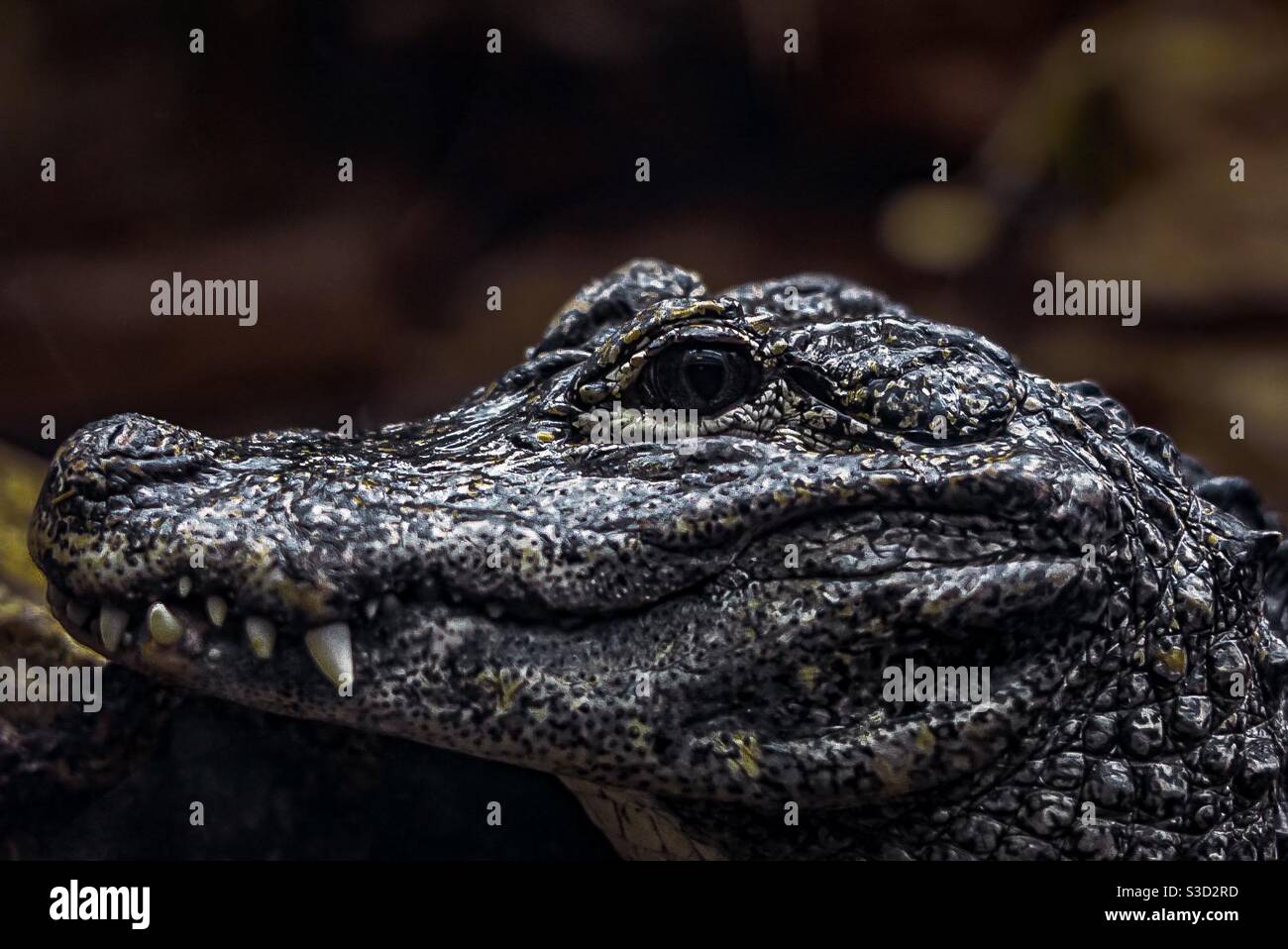 See You Later Alligator High Resolution Stock Photography And Images Alamy