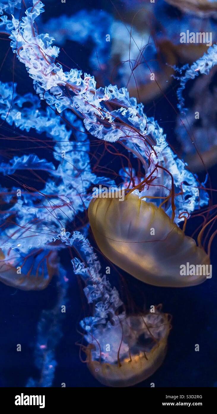 A perfect phone wallpaper for Jellyfish lovers Stock Photo - Alamy
