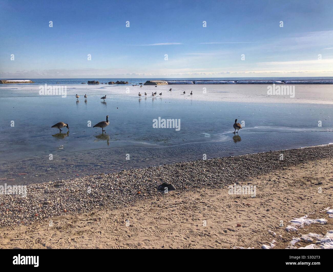 Geese on a thin layer of ice on Lake Ontario. - Smartphone Captured Stock Image
