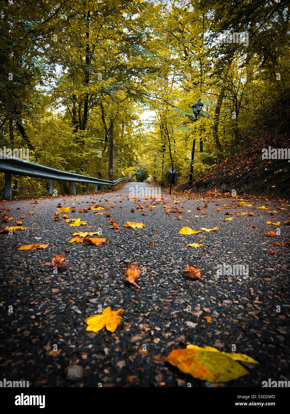 Yellow leaves fallen on an empty alley - Smartphone Captured Stock Image