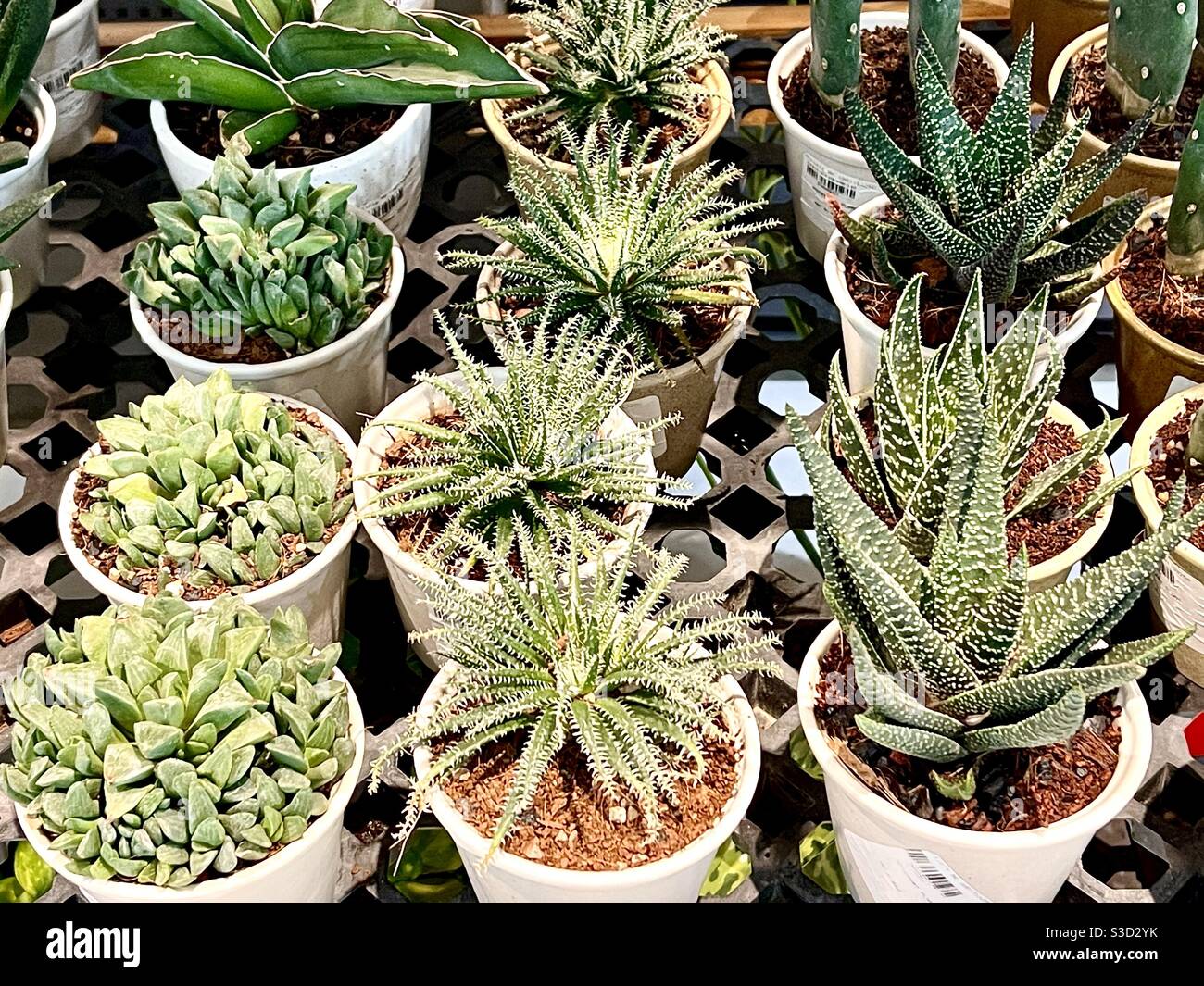 Potted cactus for sale Stock Photo Alamy