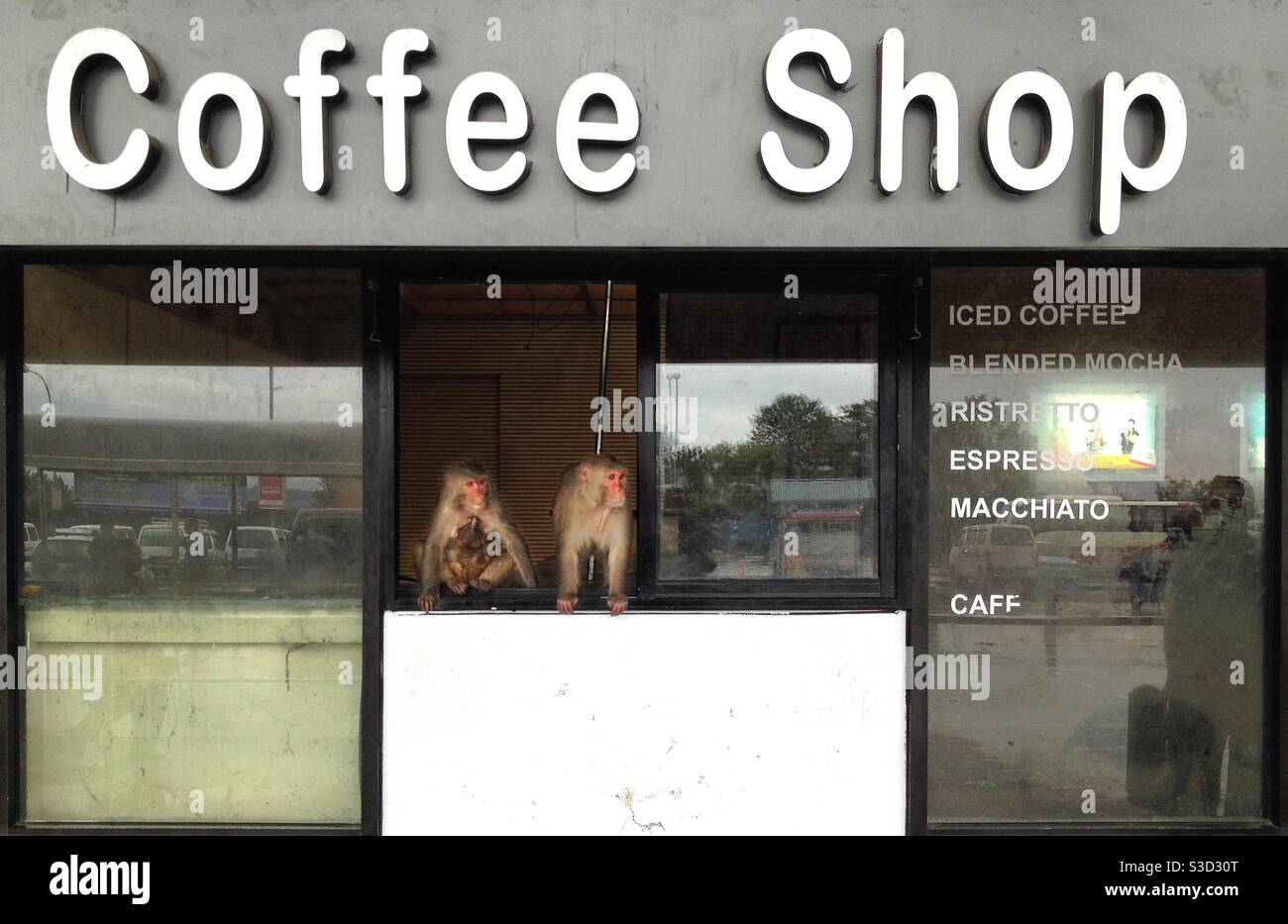 Two macaques at the window of a coffee shop at Tribhuvan International