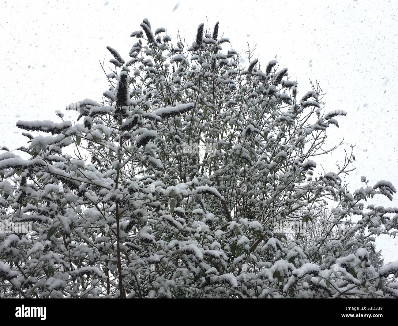 Buddleia tree hi-res stock photography and images - Alamy