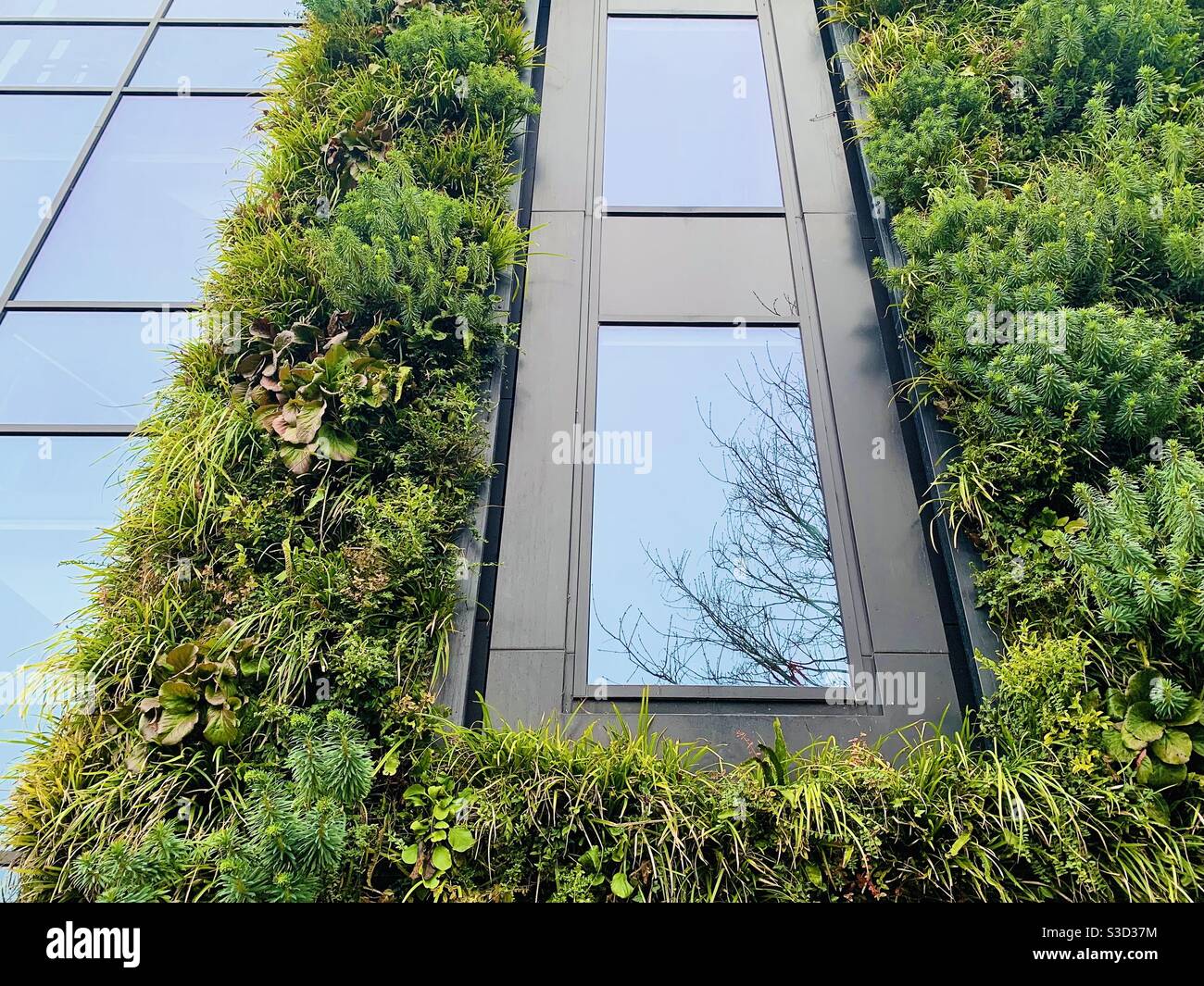 Green Wall Architecture, Oxford - Smartphone Captured Stock Image