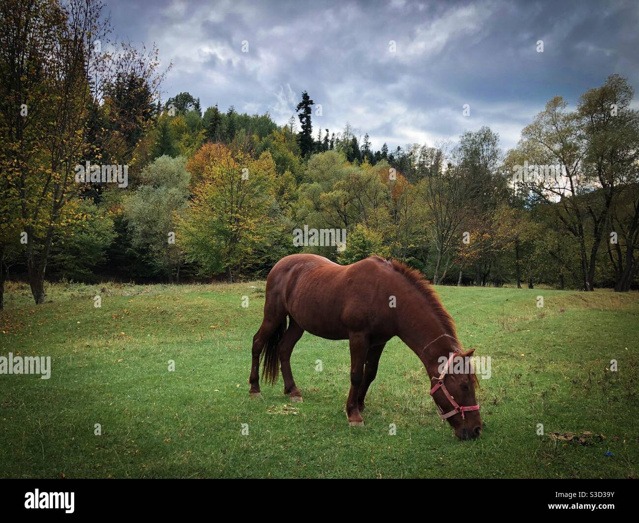 Brown horse grazing - Smartphone Captured Stock Image