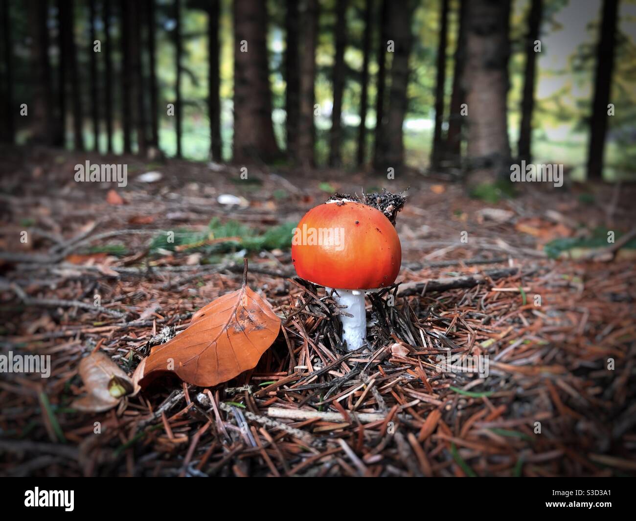 Close up of tiny orange mushroom growing in the forest - Smartphone Captured Stock Image